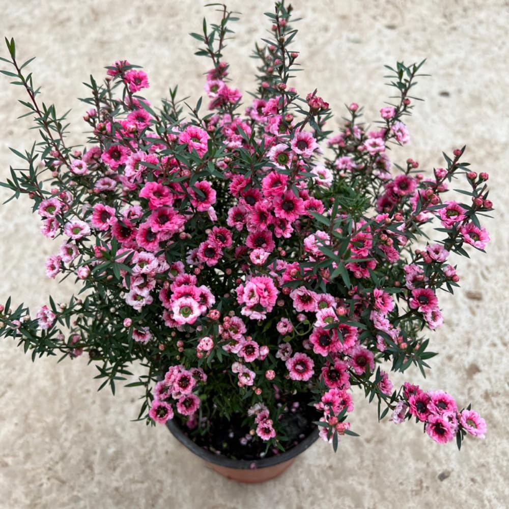 Manuka Tea Tree Plant, Pink Leptospermum Tree Live Plant, 4 to 7 Inc Long, Bush Plants for Growing