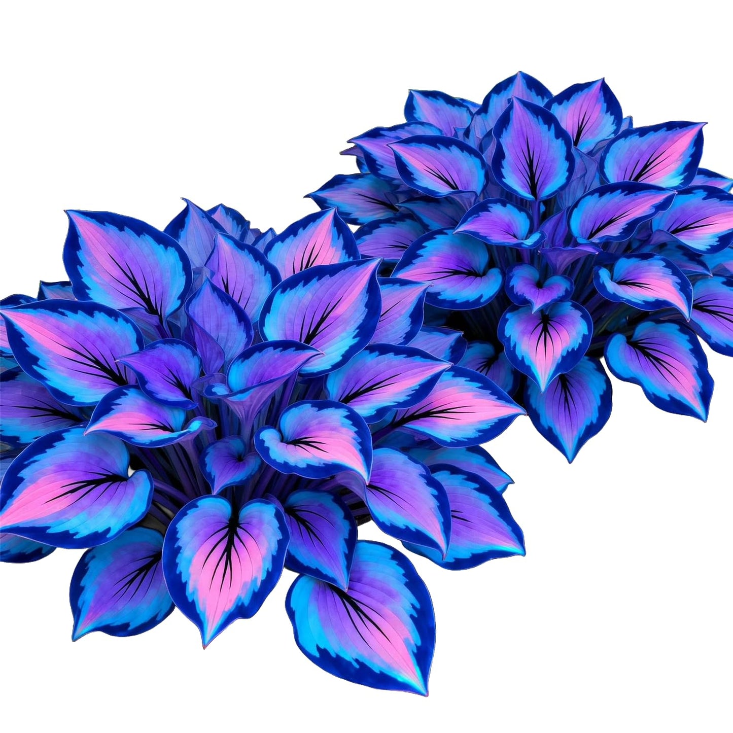 Attractive Hosta, Perfect for Flower Beds, Balcony & Yard Flower Decoration-2bulbs, Low Maintenance Plant for Indoor Potted & Outdoor Garden, Easy Grow