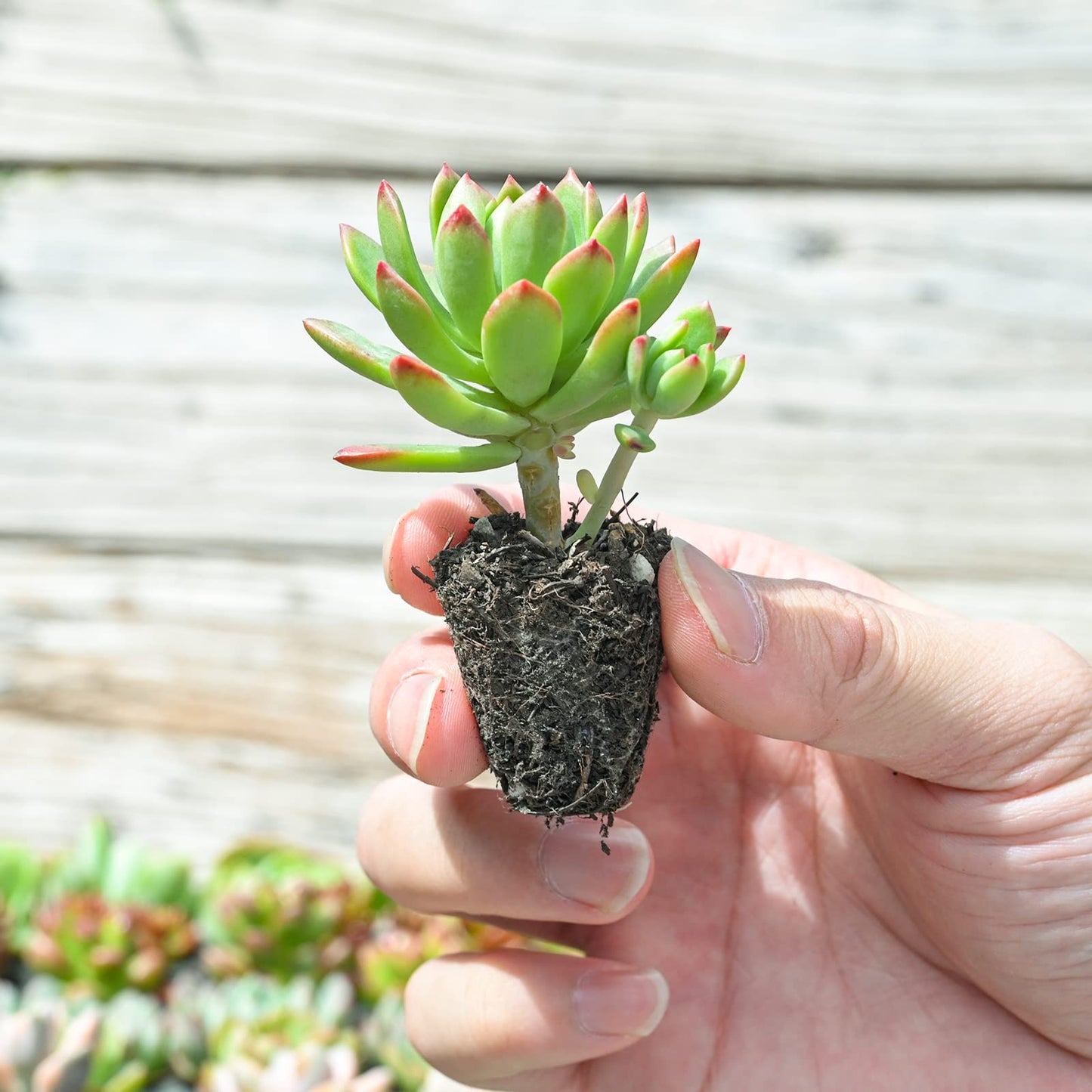 Sprout N Green 10 Assorted Succulents with Root, 10 Different Varieties Live Plants Collection, Without Plant Pot, Easy to Care, Great for Gardener Beginner, DIY Projects, Wedding Party Favor