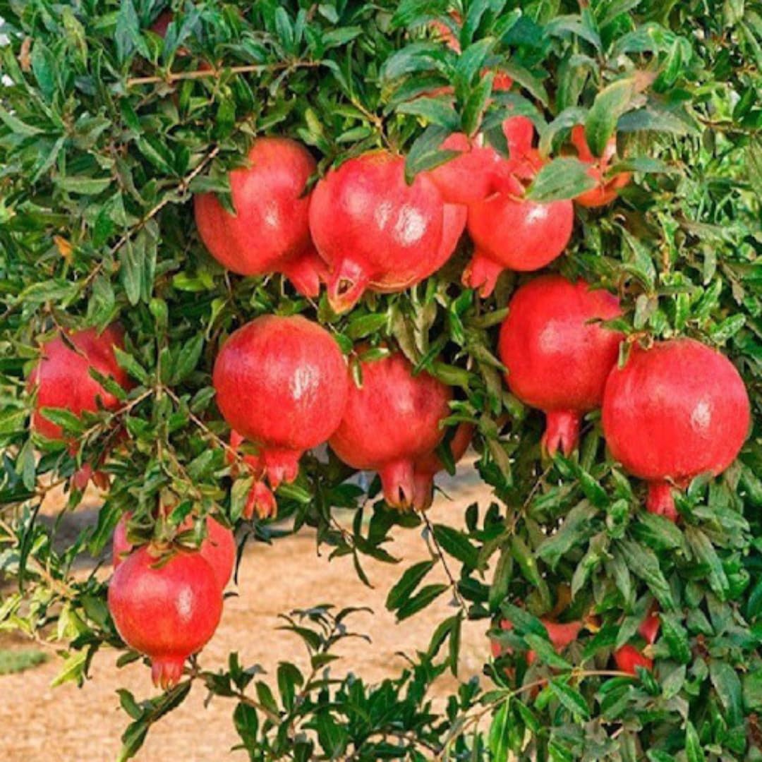 Live Pomegranate Plant Live, Sweet Pomegranate Fruit Tree, 8-10 Inches Tall in 4 Inch Pot, Ready to Grow