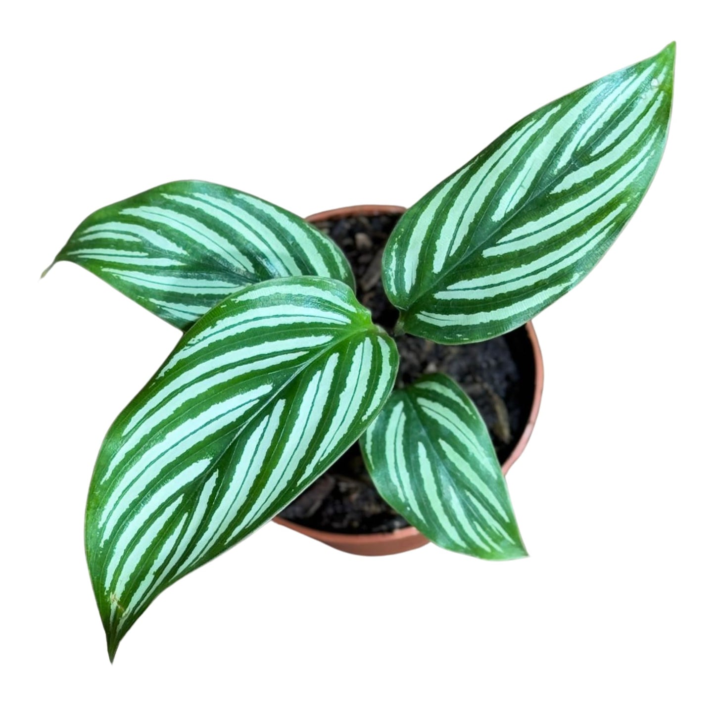 PLANTVERS Live Calathea Plant in 2" Grow Pot – Easy Care & Low Maintenance Tropical Houseplant – Air Purifying Indoor Plant for Low Light & Home Décor (Calathea 'Vitatta')