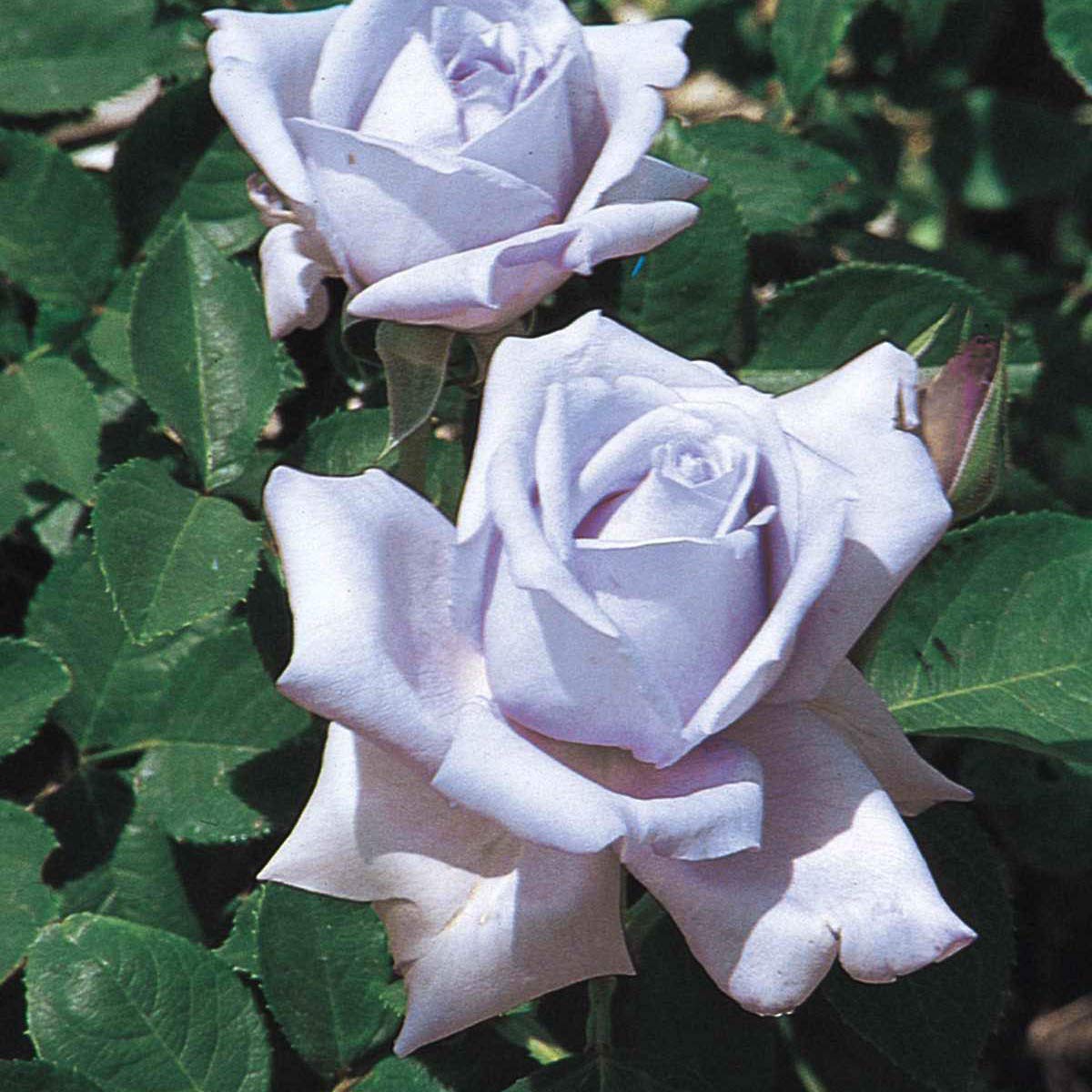 SPRING HILL NURSERIES - Blue Girl Hybrid Tea Bare Root Rose - A Unique Lavender Colored Rose with a Bluish Shade - Includes one Bare Root per Offer