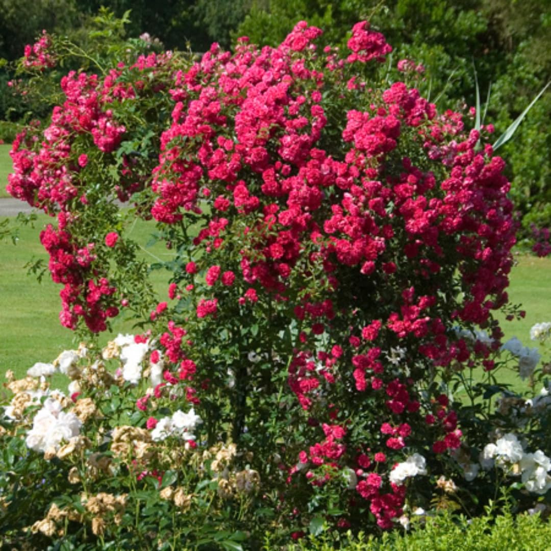 Hot Pink Climbing Rose Live Plant, Fragrant Rose Bush Ready to Plants, Zone 5 to 9, Size 3 to 7 Inches and Bare Root