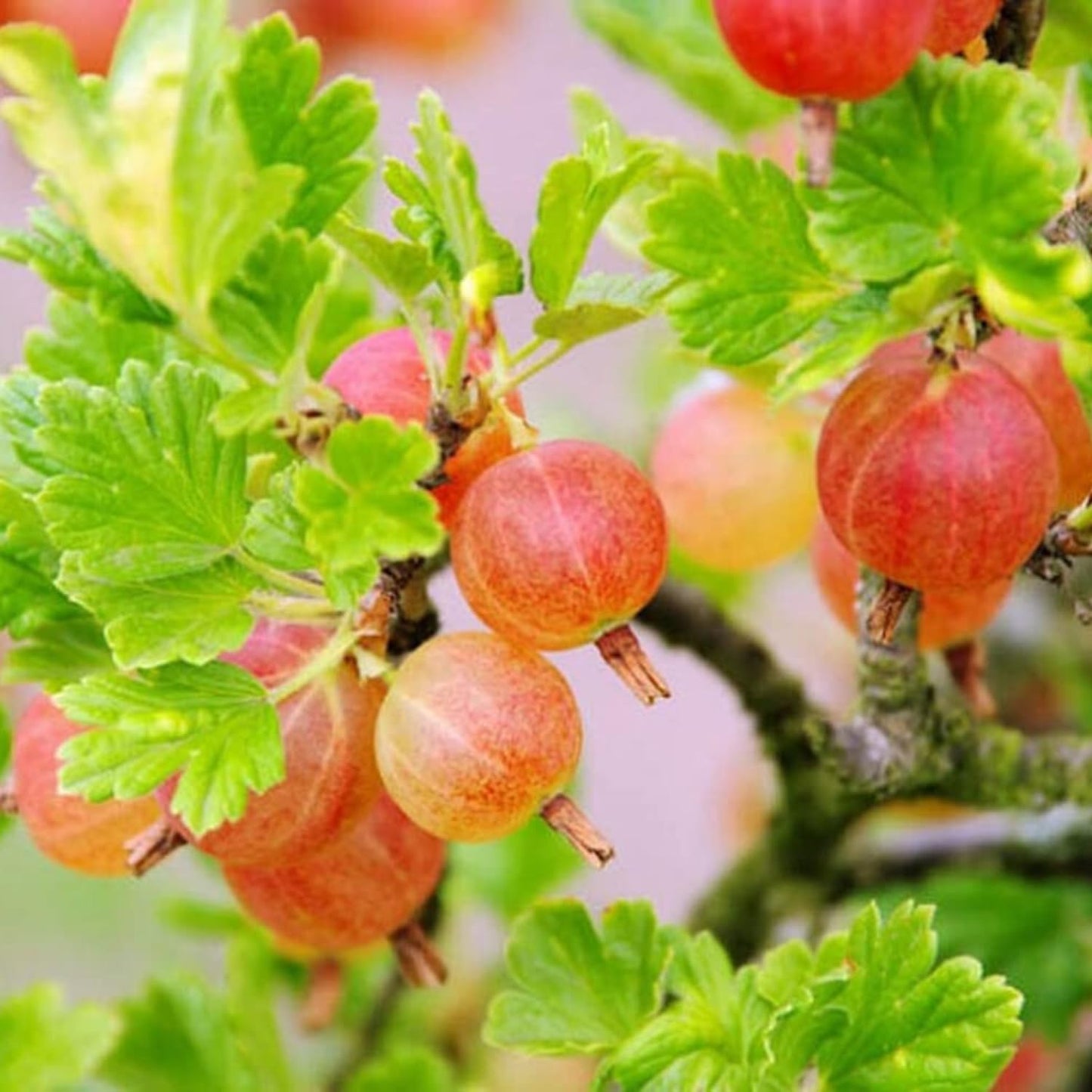 Sweet Gooseberry Bush Live Plant Well Rooted, Edible Gooseberry Plant Live for Planting Home Garden