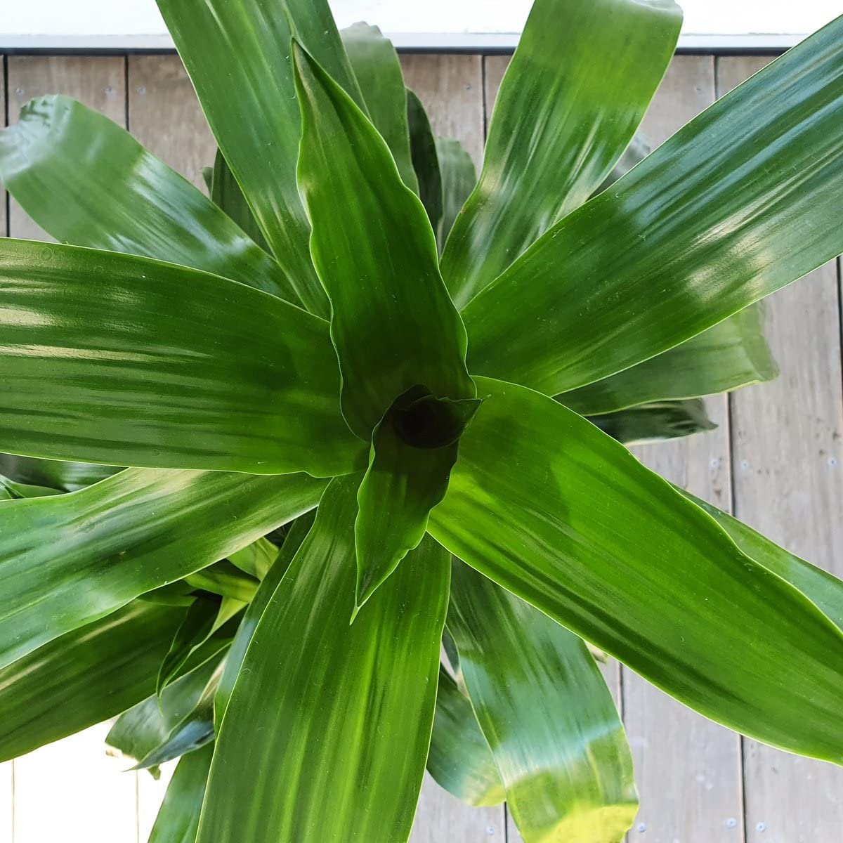 Dracaena Janet Craig - Live Plant in a 6 Inch Pot - Dracaena Deremensis 'Janet Craig' - Florist Quality Beautiful Low Light Indoor Houseplant