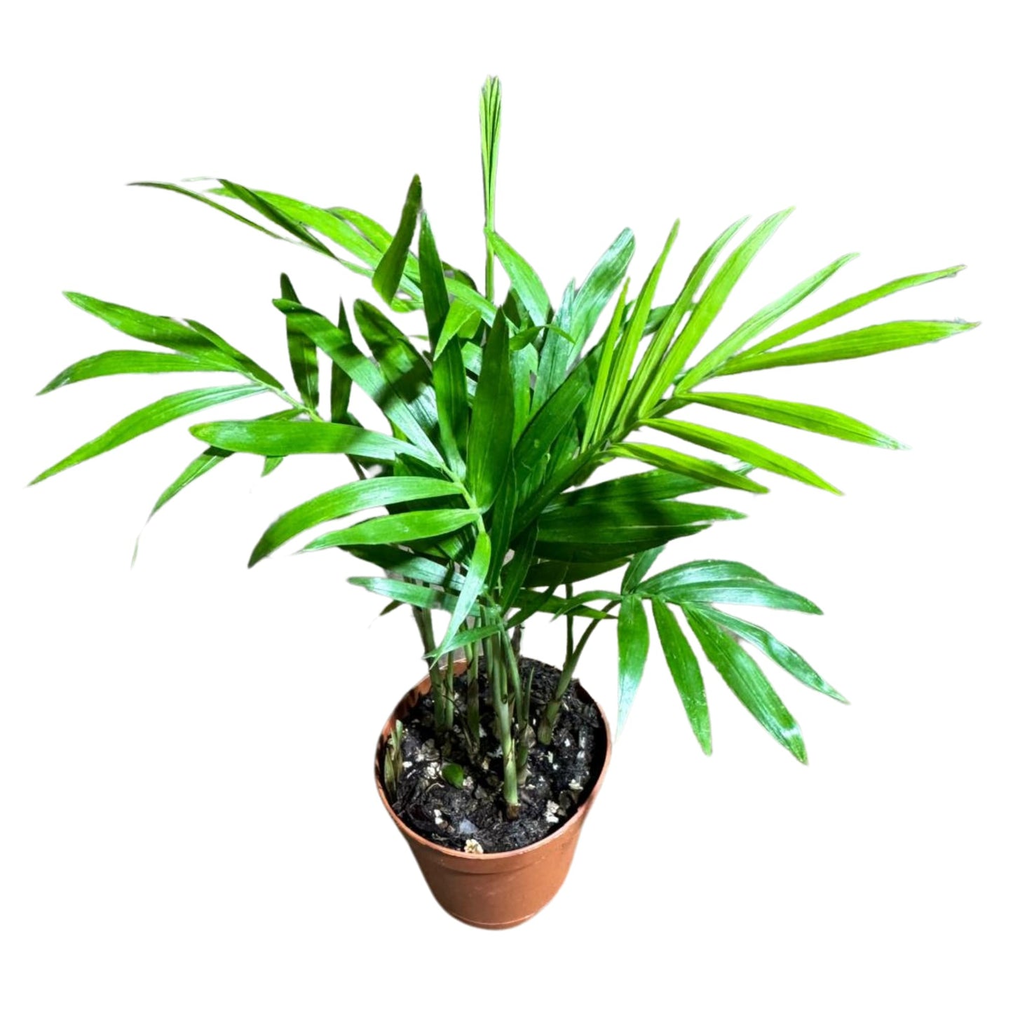 PLANTVERS Neanthe Bella Palm in a 2" Nursery Pot – Chamaedorea Elegans Parlor Palm Plant – Low Maintenance Indoor Air Purifying Plant – Elegant Chamaedorea Houseplant