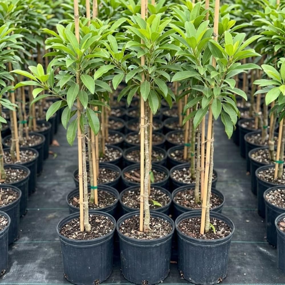Sapodilla Tree Live 2 to 3 Feet Tall, Sapote Fruit Tree Plant for Growing, 3 Gallon Pot, No Ship to CA