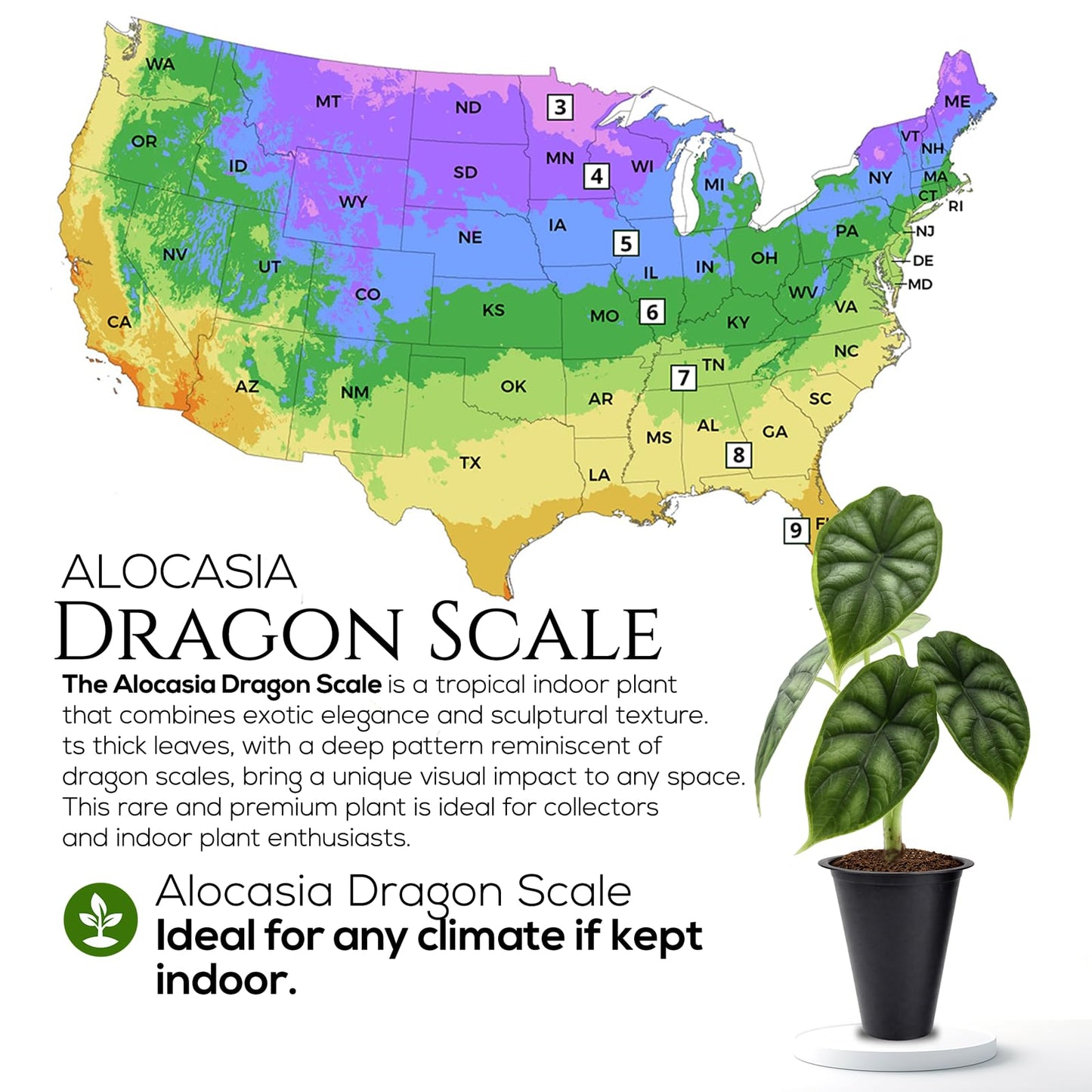 Alocasia Dragon Scale (4 Pack) Live Plant, Rare Indoor Alocasia, Elephant Ear Tropical Houseplant, Textured Foliage Plant, Starter Size Alocasia Plant,Houseplant for Home Decor and Indoor Growing