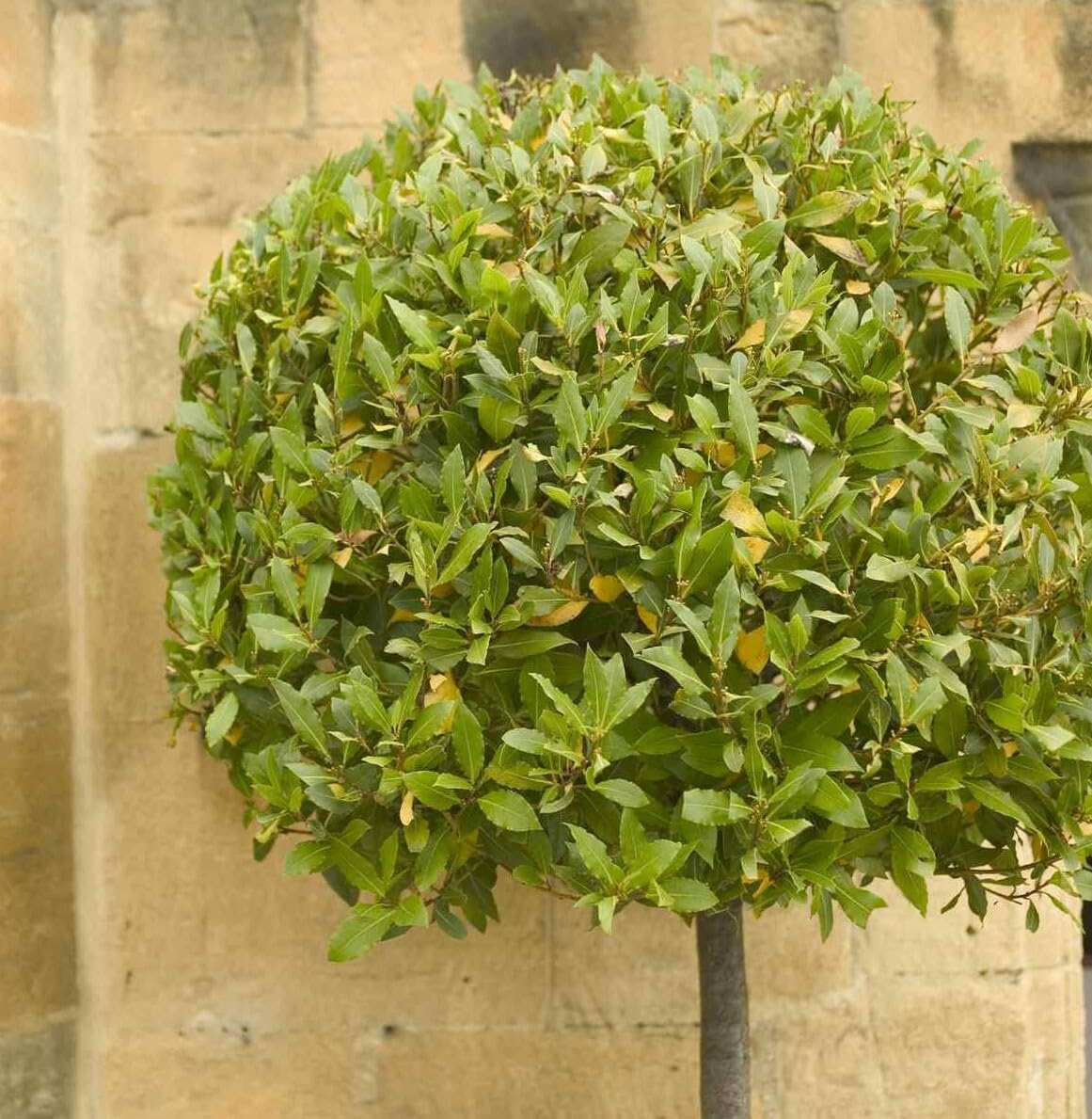 Live Plant - Bay Leaf Tree - 5-6" Tall Live Plant, Seedling, Sweet Bay Laurel, Laurus nobilis