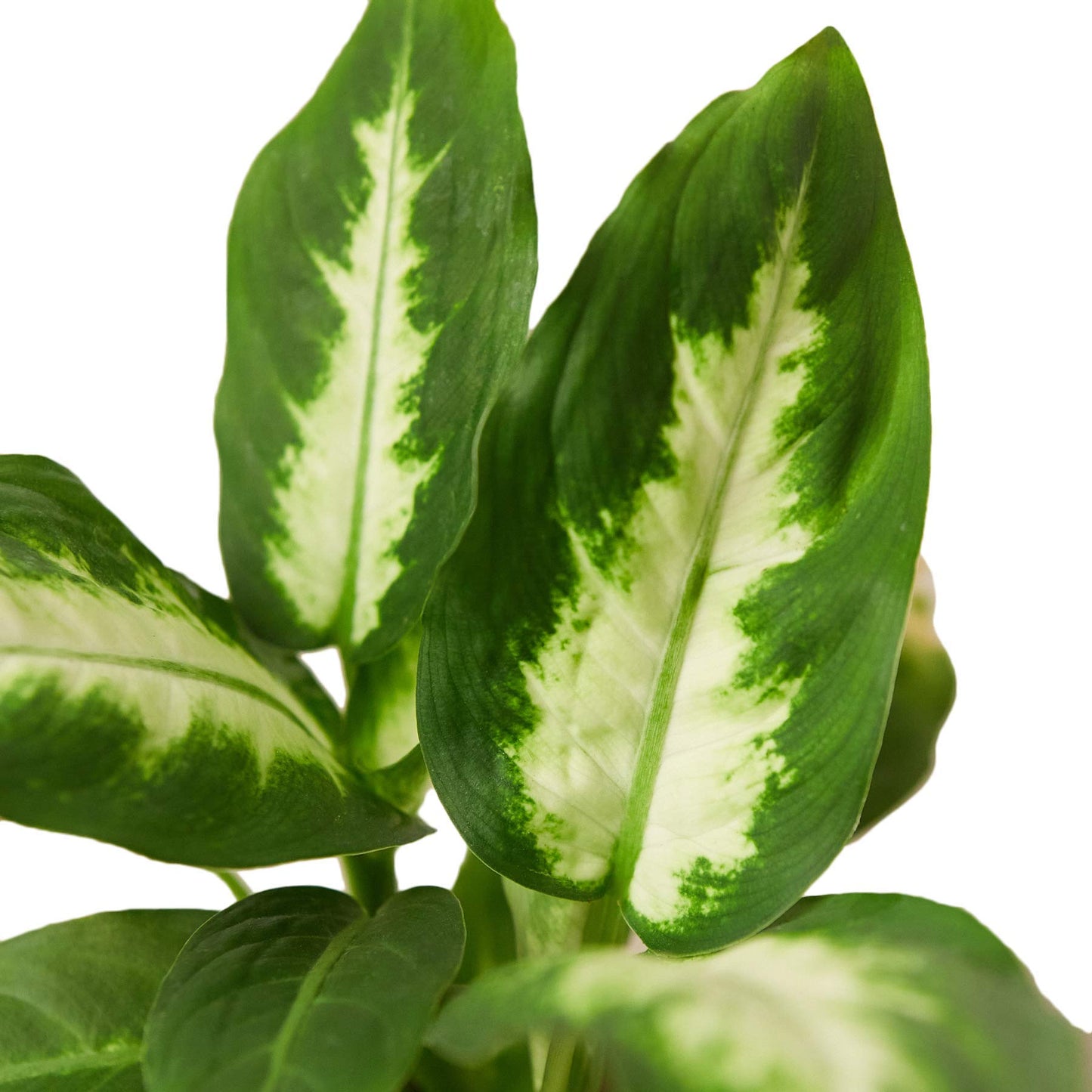 Dieffenbachia Camille | Live Plant for Indoor & Outdoor | for Living Room, Office, Bathroom | (6" Pot)