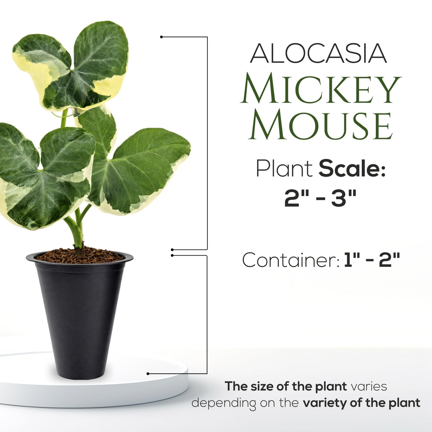 Alocasia Mickey Mouse (4 Pack) Live Plant,Rare Indoor Alocasia, Elephant Ear Houseplant,Unique Mickey Mouse Leaf Shape Plant,Tropical Houseplant Live, Starter Size Alocasia Plant for Indoor Home Decor