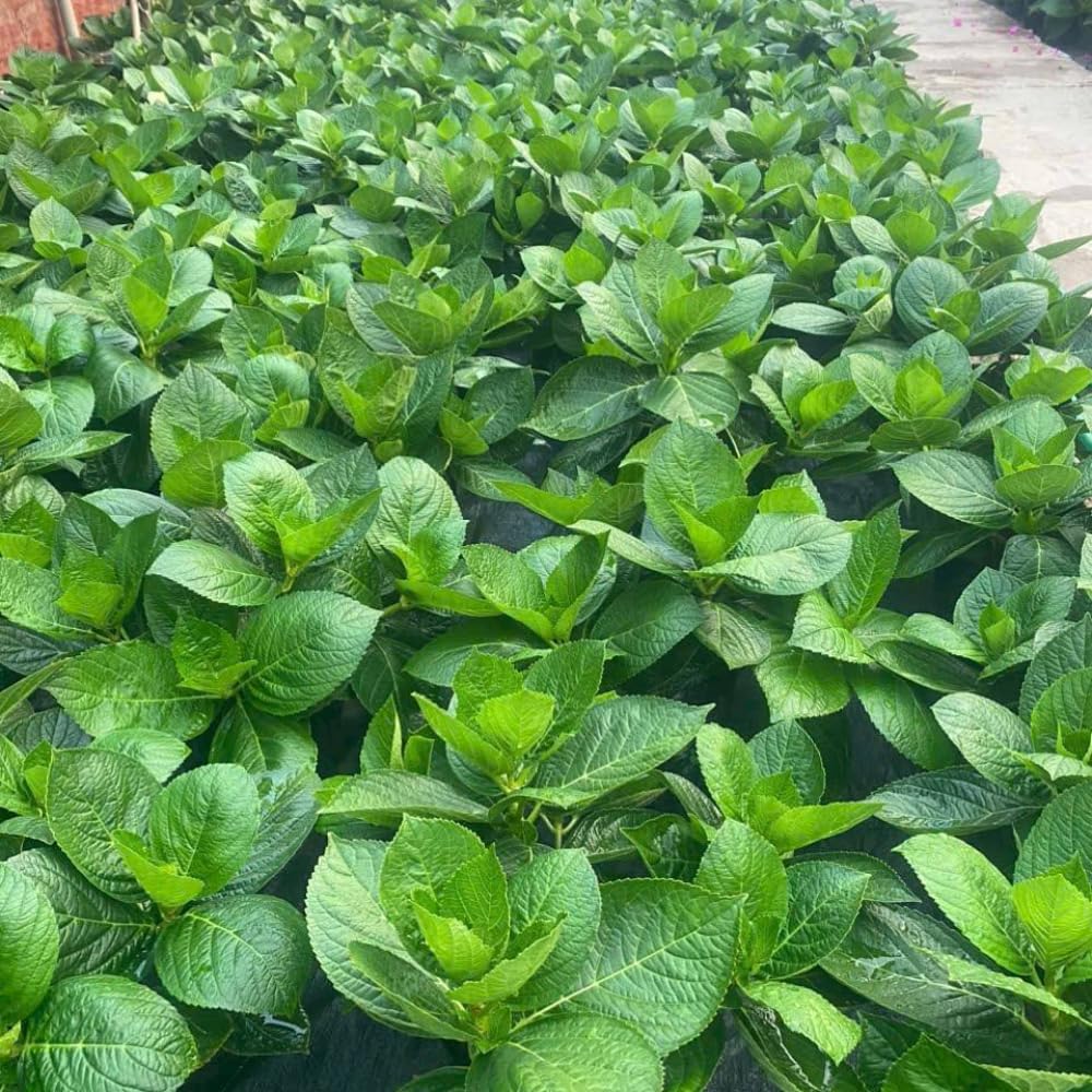 Oakleaf White to Red Pink Hydrangea Plant Live Tree, Rare Color, 4" Pot, Perennial and Hardy Blooming Shrub for Garden Spring Planting