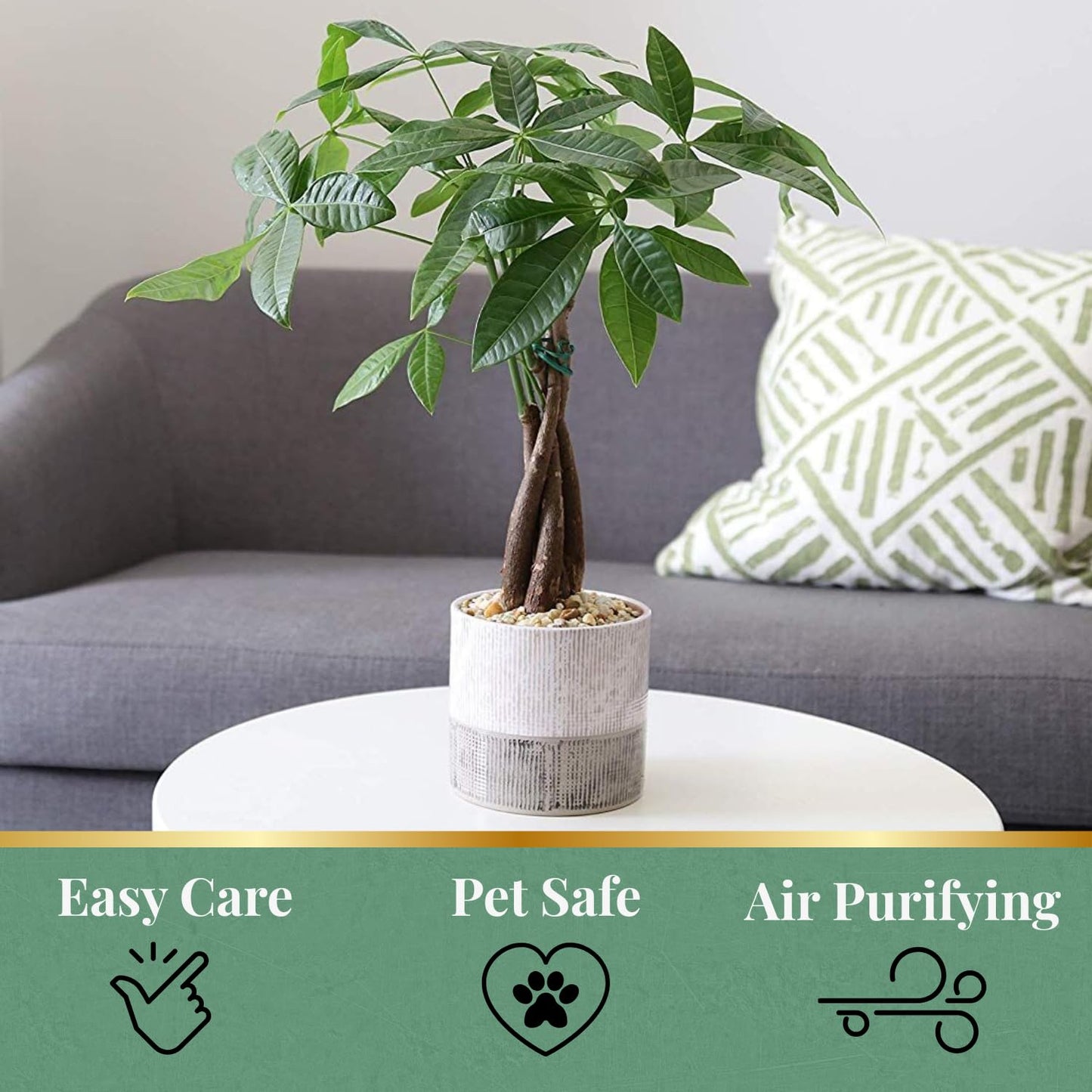 American Plant Exchange Live Money Tree Bonsai – 6-Inch Pot Cover – Braided Trunk Houseplant with Lush Green Leaves, Easy Care Indoor Plant for Homes, Offices, Desks & Feng Shui Décor