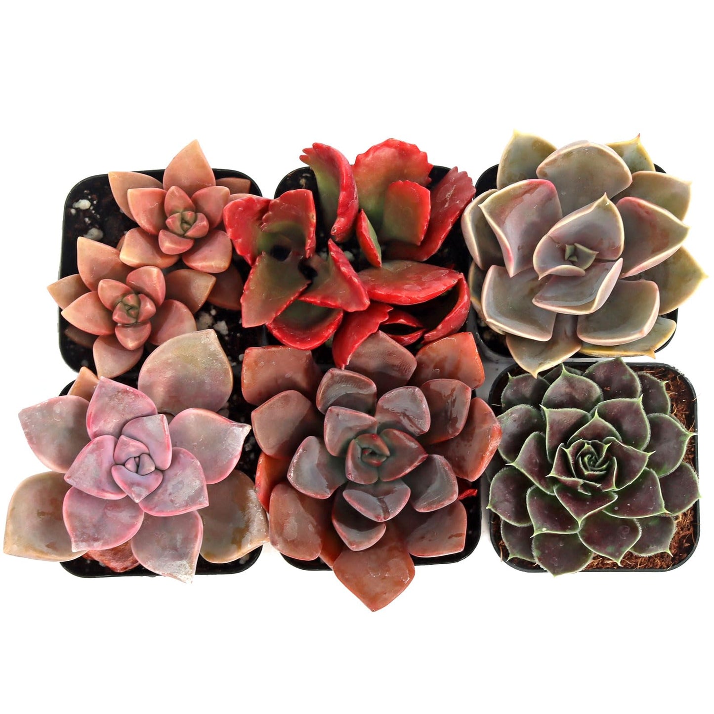 Mountain Crest Gardens Pink, Purple & Red Succulent Pack - 6 Live Plants in 2 Inch Pots - Real Succulents for Indoor/Outdoor Decor, DIY, and Gifts