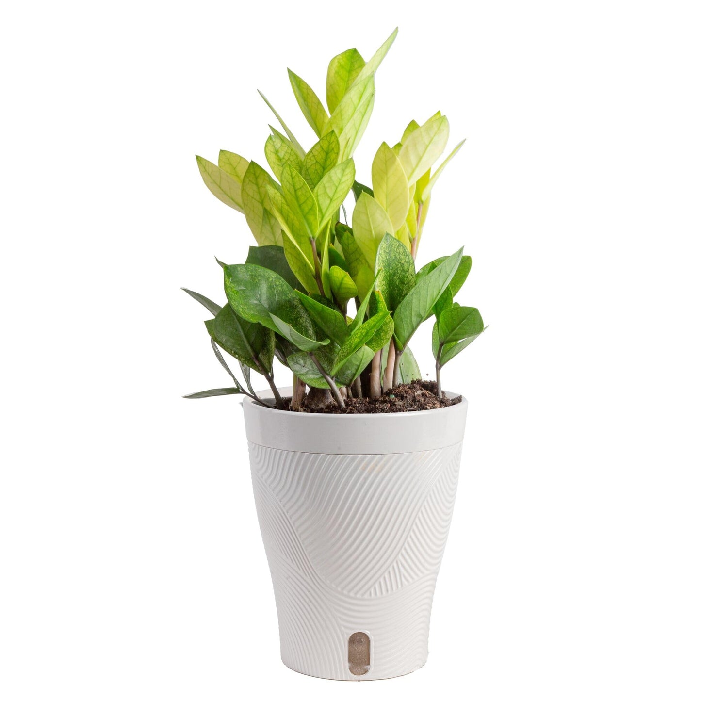 Costa Farms ZZ Chameleon Live Plant in Self Watering Pot, Easy to Maintain, Air Purifying Indoor Houseplant, Home, Room, or Office Decor, House Warming or Birthday Gift, 10-18 Inches Tall