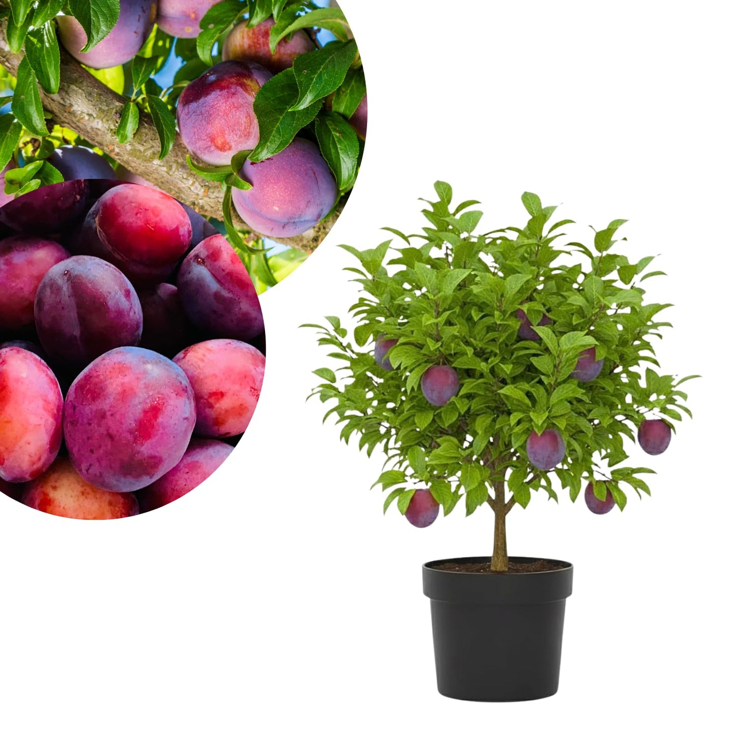 2-3 Years Old Plum Tree Live Plant, Well Rooted Red Plum Seedlings, Containers or Garden Beds Growing, 2-3 Feet Tall (Sweet Red Plum)