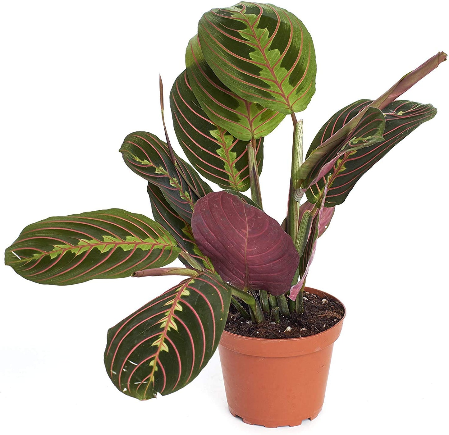 Shop Succulents | Standing Collection | Hand Selected, Air Purifying Live Maranta Red Prayer Indoor House Plant in 4" Grow Pot, Single,