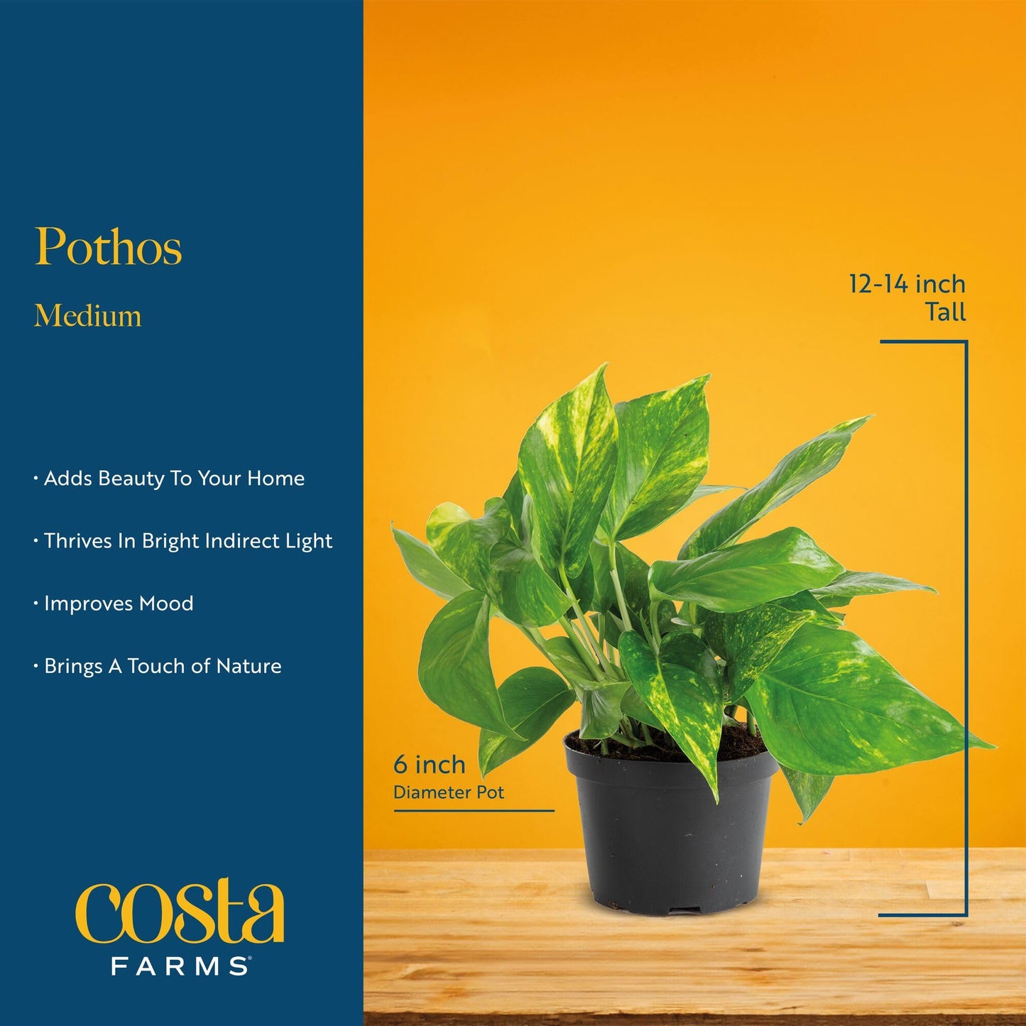 Costa Farms Golden Pothos Live Plant in Decorative Pot, Easy to Maintain, Air Purifying Indoor Houseplant, Home, Room, or Office Decor, Great House Warming or Birthday Gift, 12-14 Inches