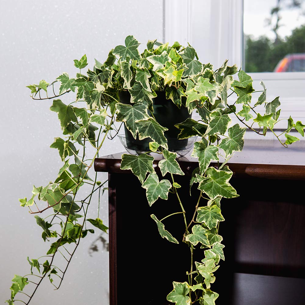 PERFECT PLANTS Variegated English Ivy | Hedera Helix Variegata' | Easy Care Houseplant | Perfect for Moderate to Bright Light Conditions, 6 in Grower's Pot, | Air Purifying
