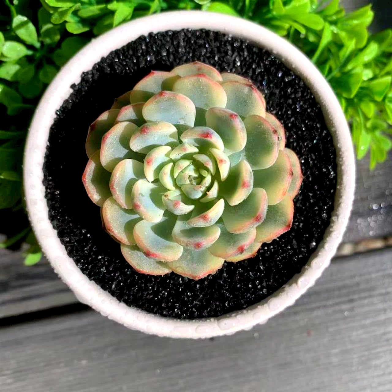 Echeveria Minima Rare Live Succulent Plants, Variegated 1 Head Pot Size 2.5" Orange Live Plant, Excludes Pot & Soil, Garden Indoor Office Desk, Party Baby Shower Decor, Gift for Plant Enthusiasts
