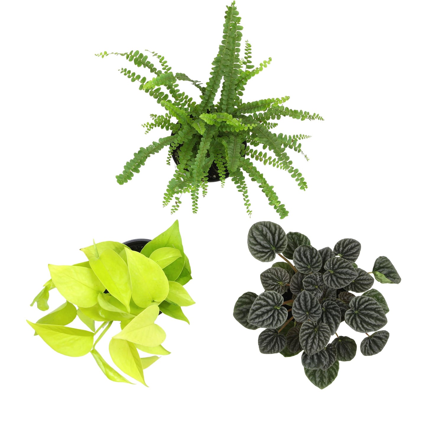 Essential Houseplant Collection (3PK) Live Plants Indoor Plants Live Houseplants in Plant Pots, Easy House Plants Indoors Live, Snake Plant, Pothos in Potting Soil, Clean Air Plants by Plants for Pets