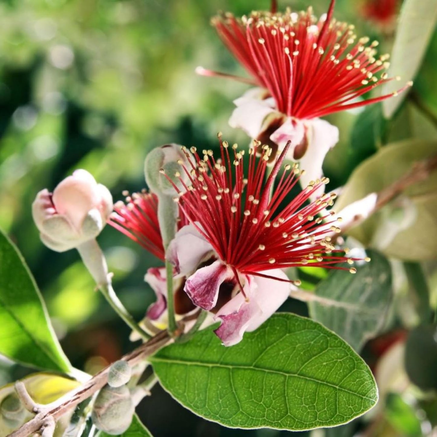 Pineapple Guava Tree Live Plant, 4-8” Tall, Tropical Guava Live Plant for Home Garden, Guava Fruit Seedling