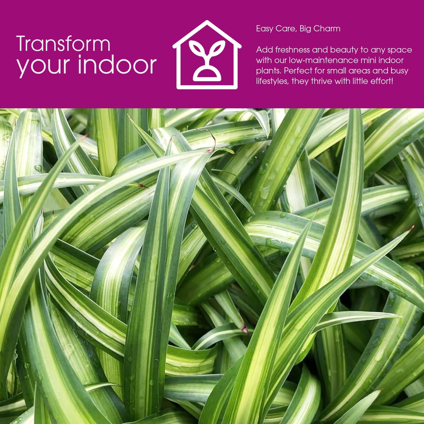 Hawaiian 2 Pack Live Spider Plants - Starter for Home & Office Decor - Air Purifying Rare Houseplants with White & Green Striped Foliage - Easy to Grow Indoor & Garden Plant (Pack of 1)