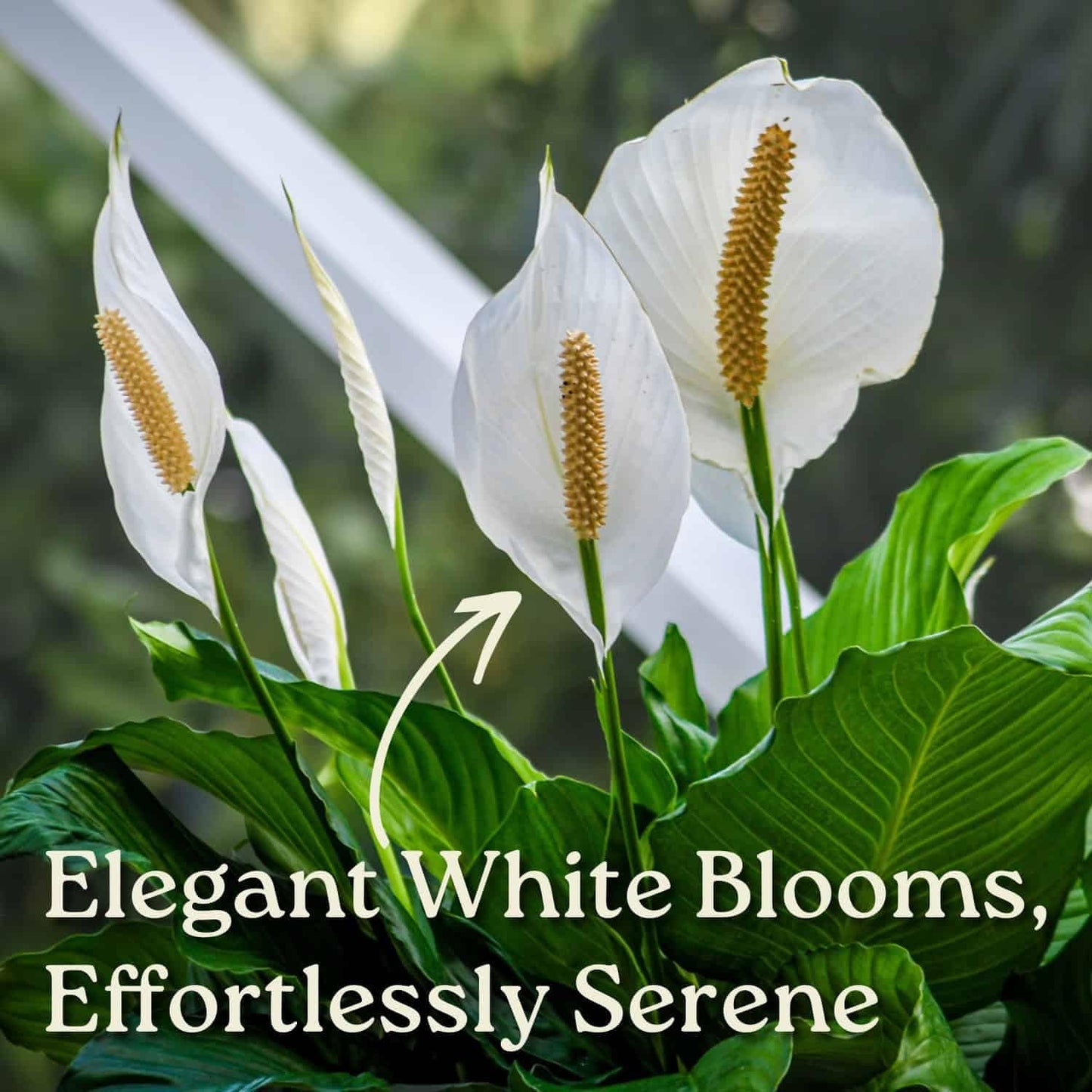 Spathiphyllum Peace Lily - Flowering Foliage Plant - 3 Gallon Planter - Overall Height 24" to 28" - Tropical Plants of Florida (Plant in Growers Pot)