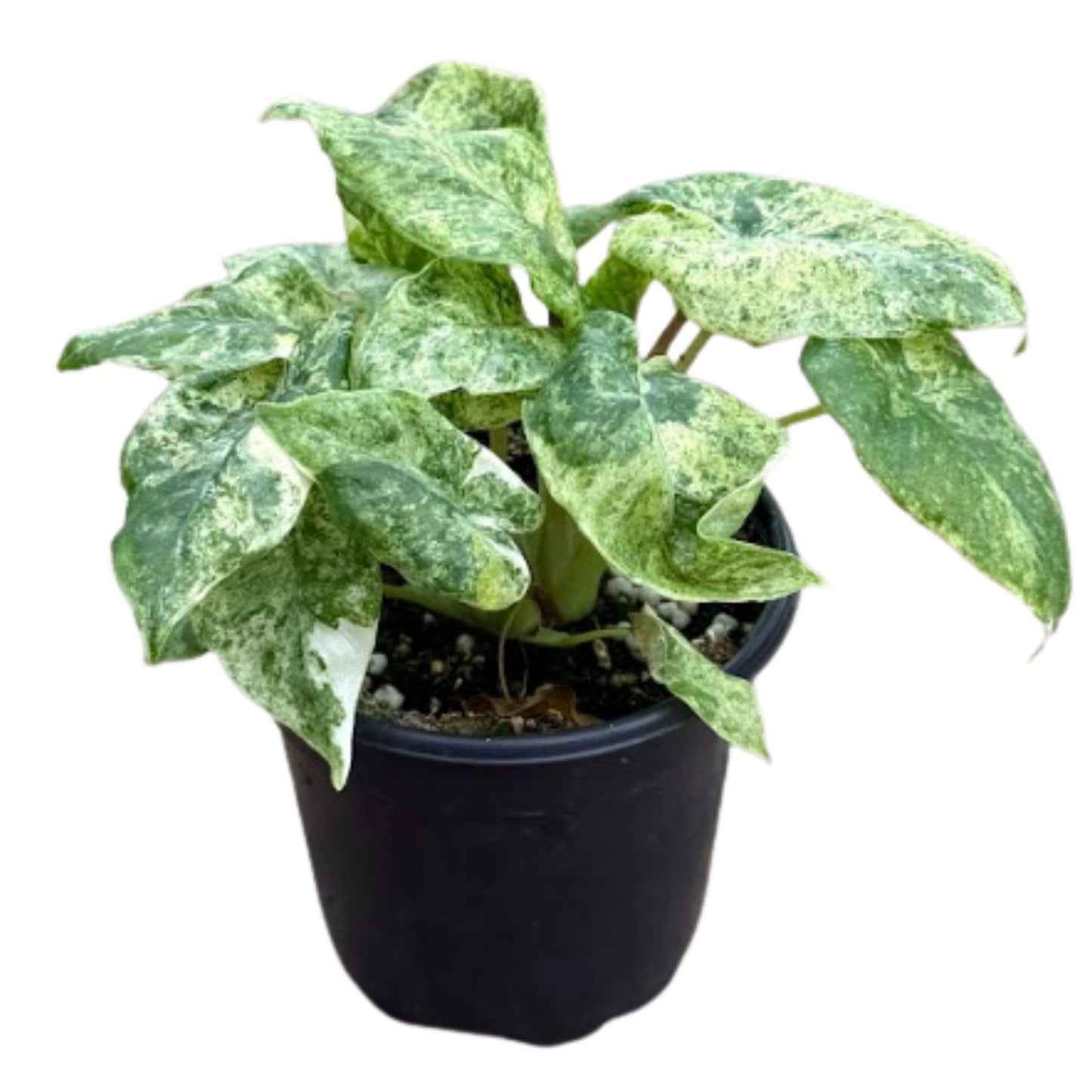Live Alocasia Batik Odora Variegated Plant - Rare Exotic Tropical Houseplant, Stunning Indoor Foliage, Easy Care Air-Purifying Plant for Home Decor, Office, and Unique Gifts (Heat Pack Included)