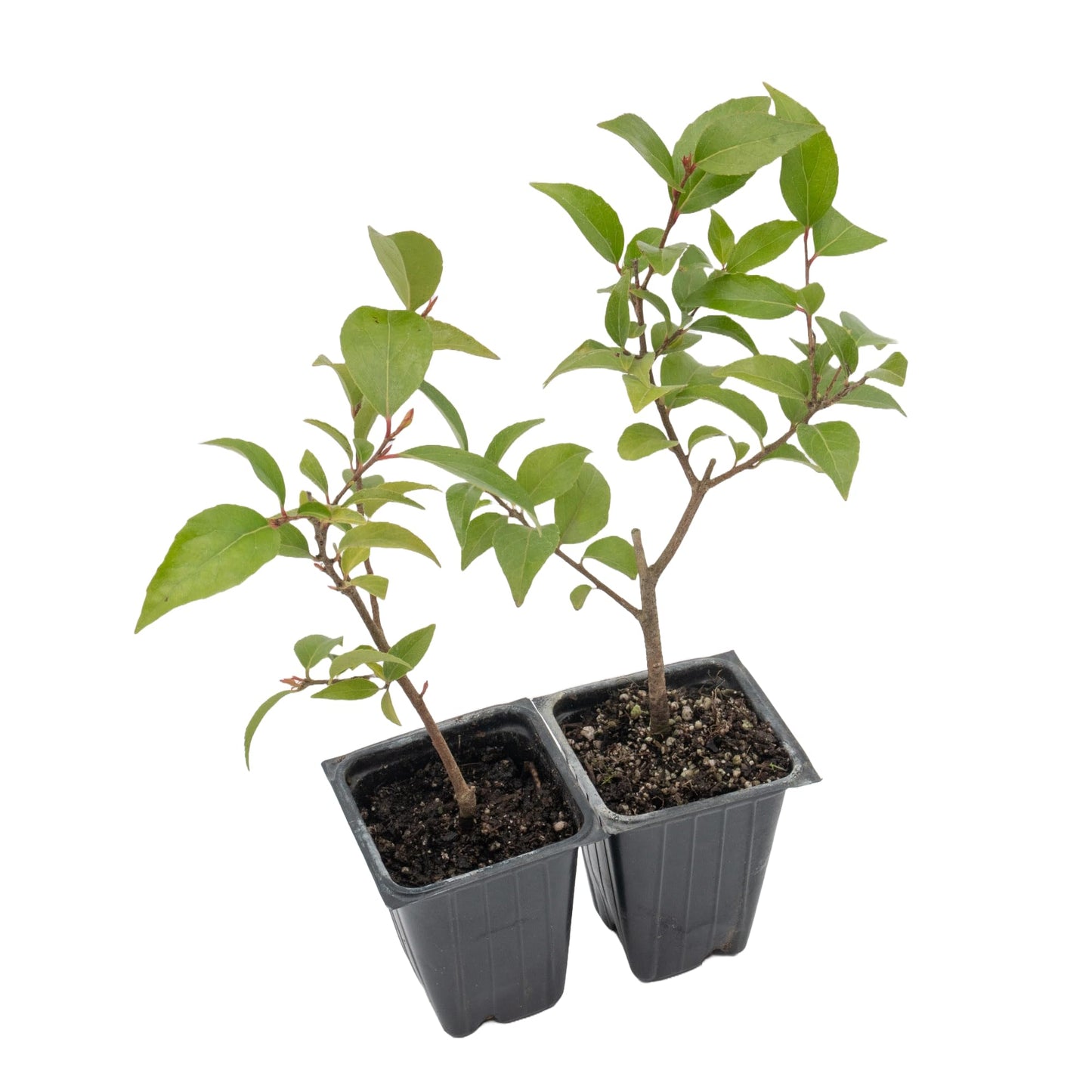2 Xylosma Congestum, Live Plants – Shiny Xylosma in 2.5” Nursery Cubes – Fast-Growing, Low-Maintenance Evergreen Shrub for Hedges & Landscaping