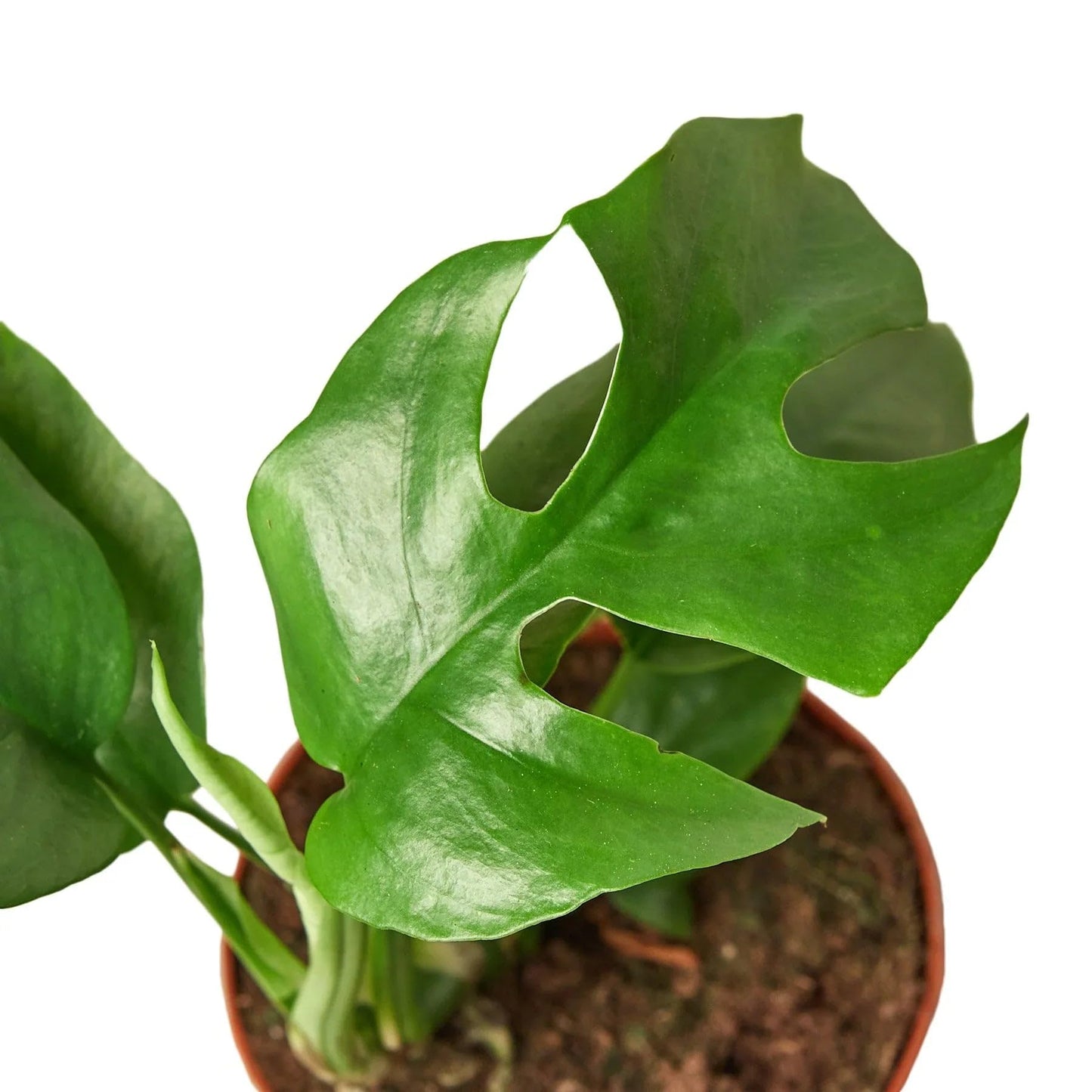 Philodendron Mini Monstera Minima | Live Plant for Indoor & Outdoor | for Living Room, Office, Bathroom | (4" Pot)