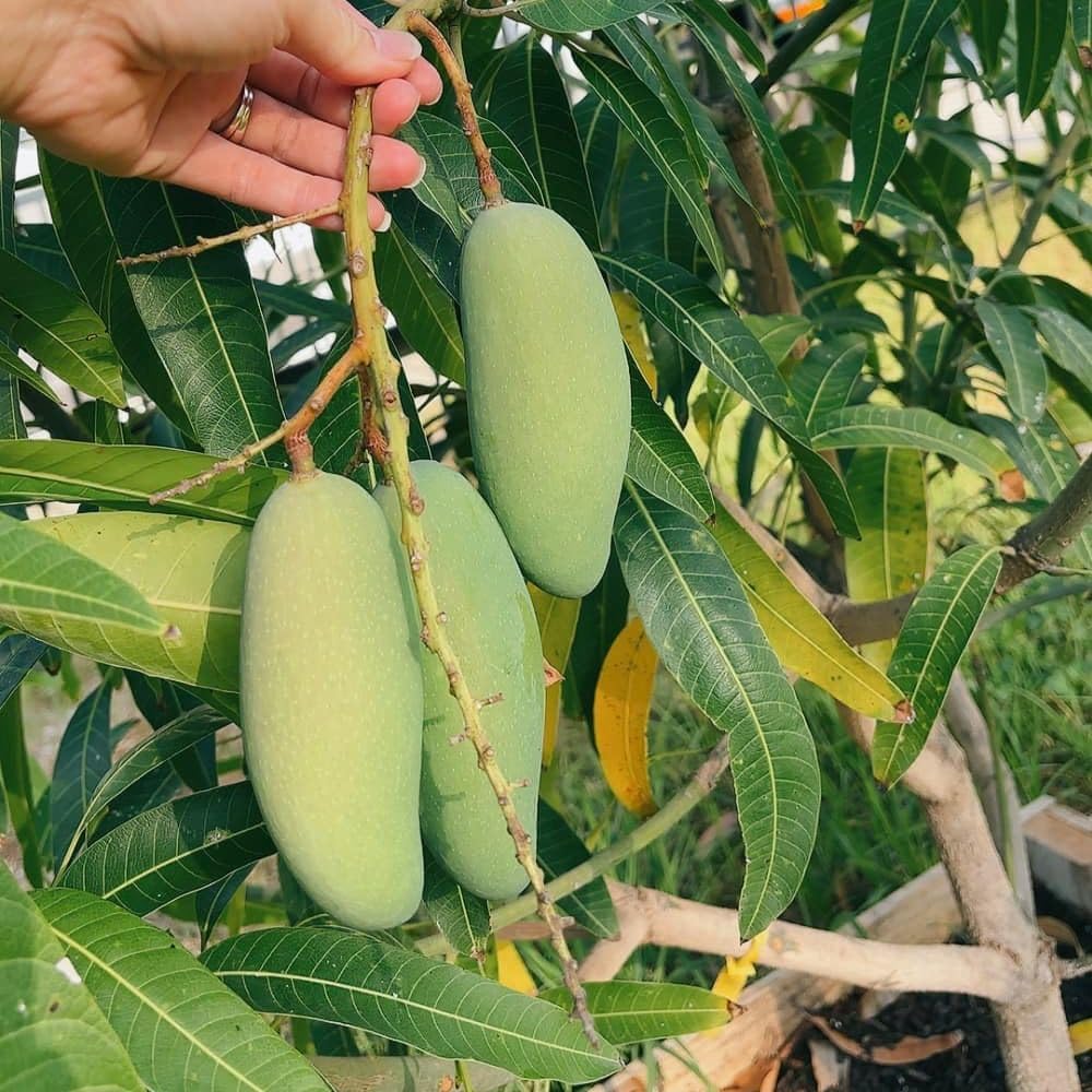 Long Mango Tree 2-3ft Tall in 3 Gallon Pot for Outdoor Planting, Mango Plant Live, High Yield Tropical Fruit Tree, No Ship to CA