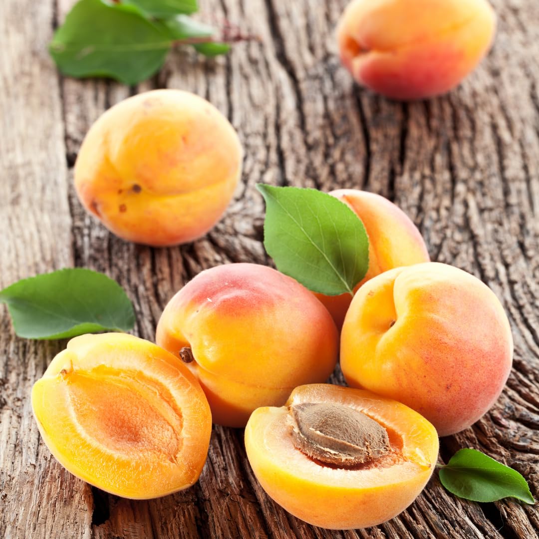 Apricot Tree Plant Live for Planting, Edible Fruit Tree, 2–3 Feet Tall in 3 Gallon Pot, Ready for Outdoor Garden, No Ship to CA
