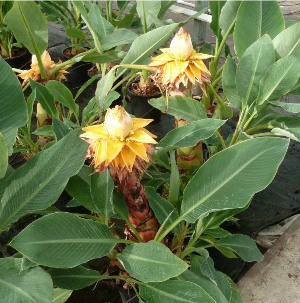 Live Plant - Chinese Dwarf Yellow Banana/Golden Lotus Musella Lasiocarpa Live Starter Plant