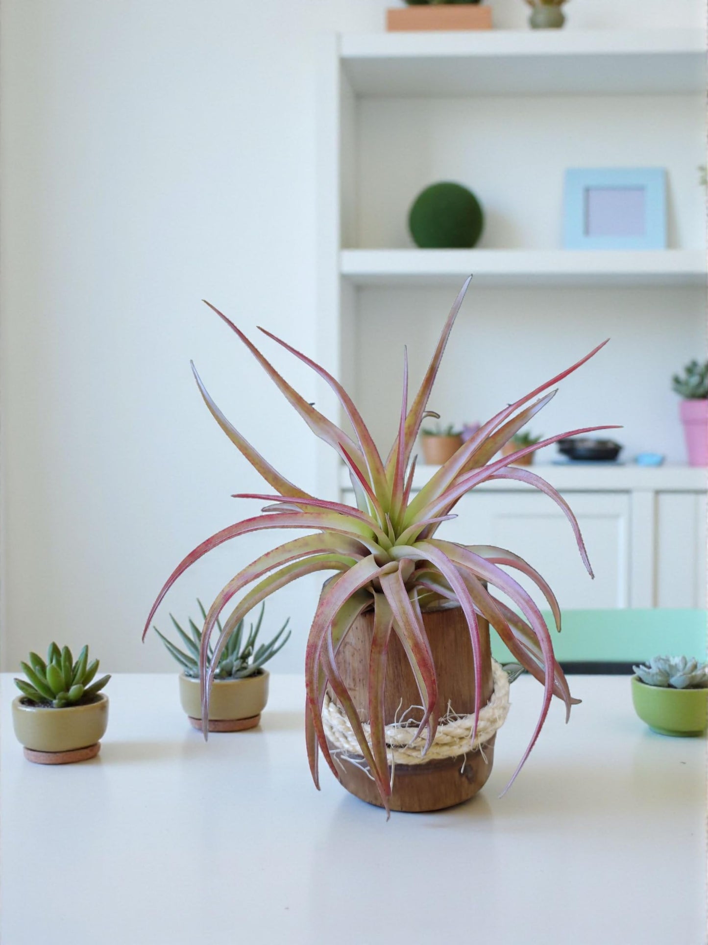 It Blooms - Live Air Plants - 8 Pack Assorted Tillandsia Collection - Easy Care Indoor Houseplants with 30 Day Guarantee
