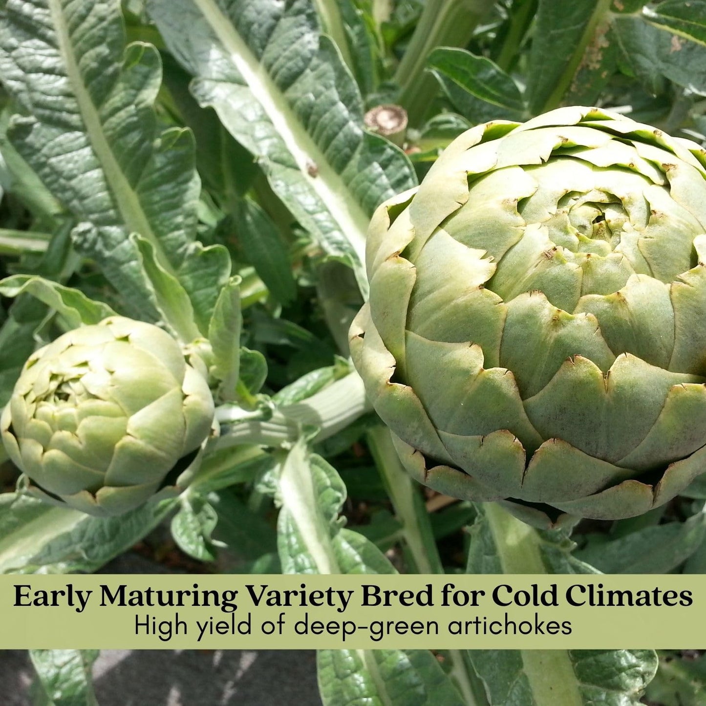 Clovers Garden Imperial Artichoke Plants - Two (2) Live Plants – Non-GMO - Not Seeds - Each 4" to 8" Tall – in 4" Inch Pots - Edible Vegetable, Gourmet Favorite