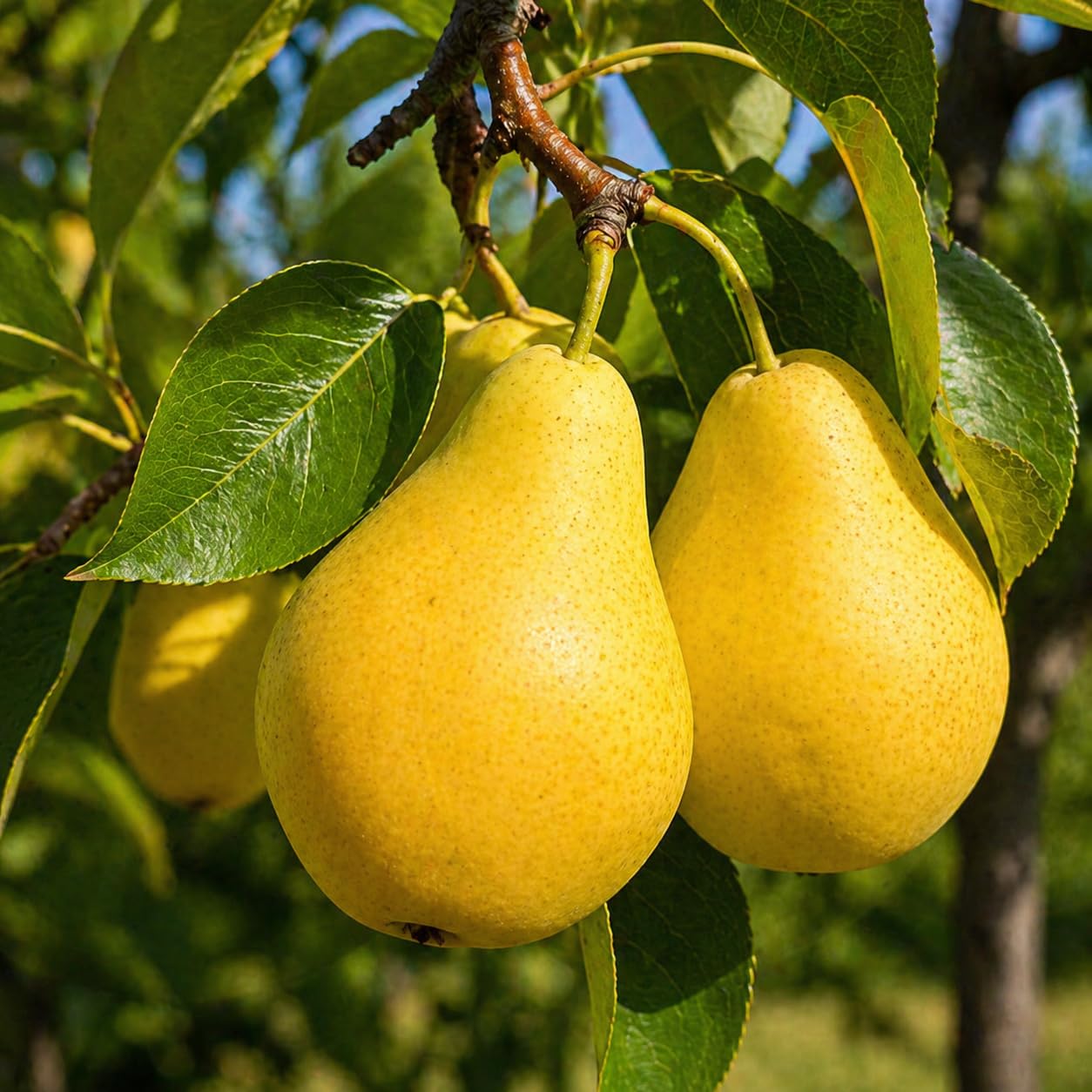 Kieffer Pear Tree - 12-18" Tall Live Plant - Grafted - Fast Growing Flowering Hardy Tree - Sweet Edible Fruit Pollinator - Pyrus communis x pyrifolia 'Kieffer'