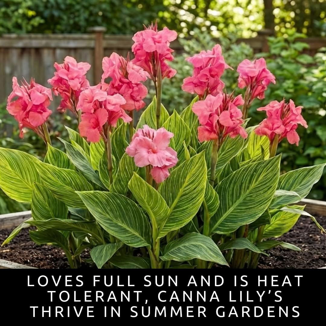 Pink City of Portland Canna Lily Bulbs for Planting – Vibrant Summer Blooming Tropical Flowers – Premium Canna Rhizomes – Easy to Grow Garden & Container Plant (3 Bulbs)