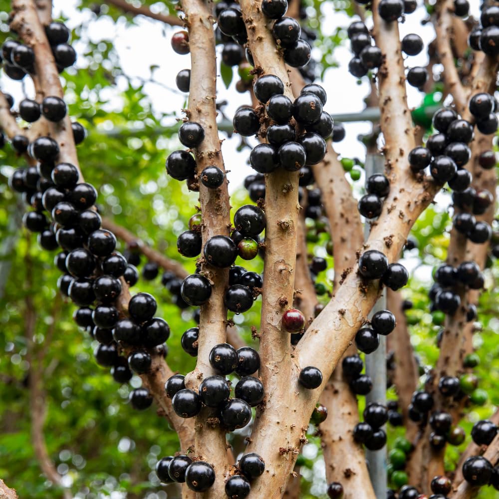 Jaboticaba Tree Live Plant for Growing Outdoor 10 to 12 Inch Tall