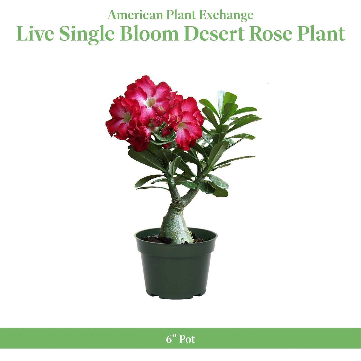 American Plant Exchange Desert Rose – Live 5-Inch Potted Flowering Succulent, Drought-Tolerant Bonsai-Style Plant for Indoor & Outdoor Gardens, Patios, and Home Décor