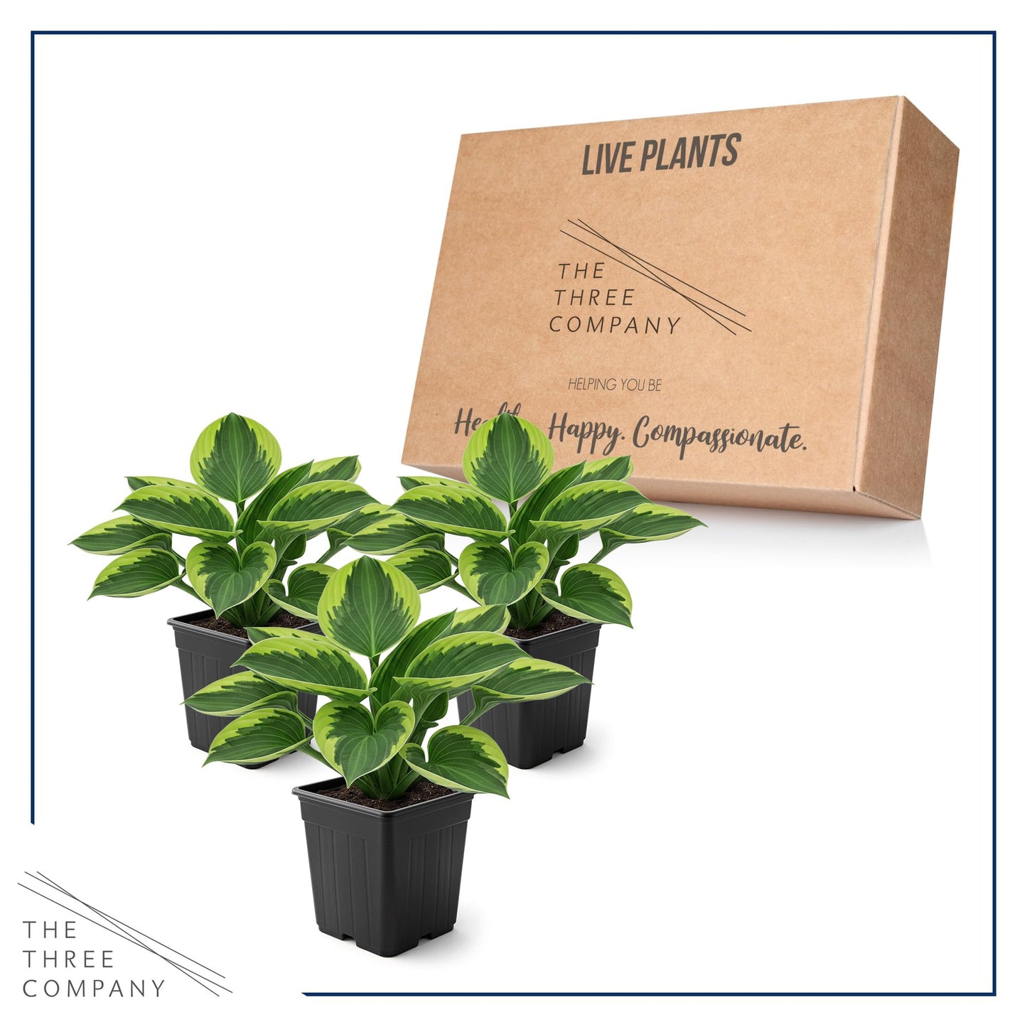 Live Perennial Hosta - Golden Tiara (3 Plants Per Pack) Beautiful Accent Plant, 10" Tall by 4" Wide in 1 Qt Pot