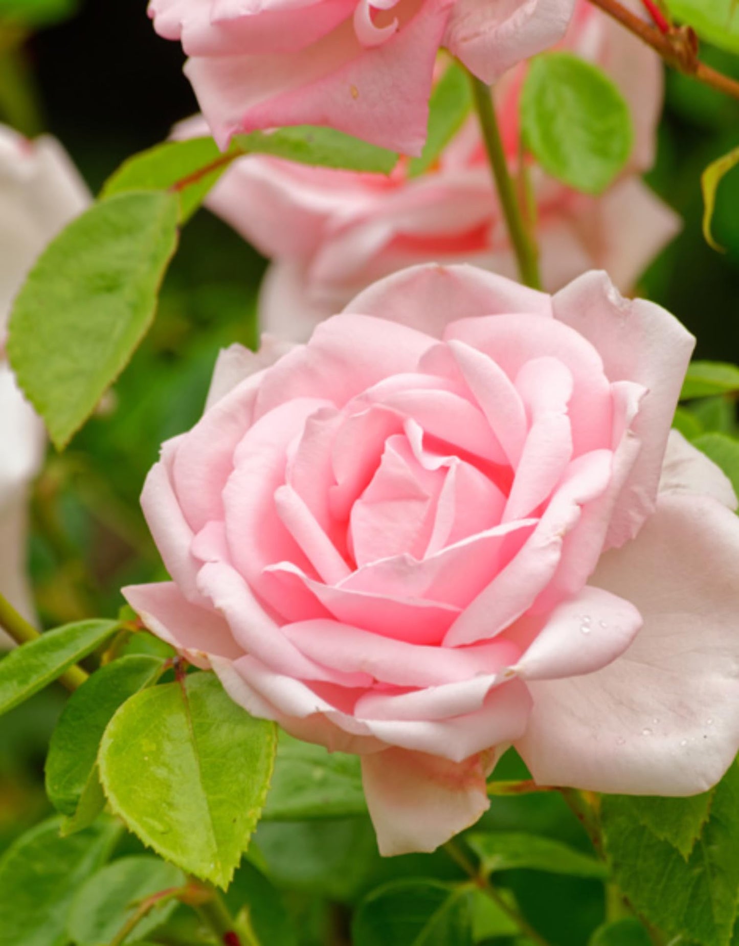 Pink Rose Climbing Live Starter Plant, Fragrant Pink Climbing Rose for Planting Outdoor, No Pot, 1 Year Old Rose Plant, Well-Rooted Rose Plants Live Ready to Plant