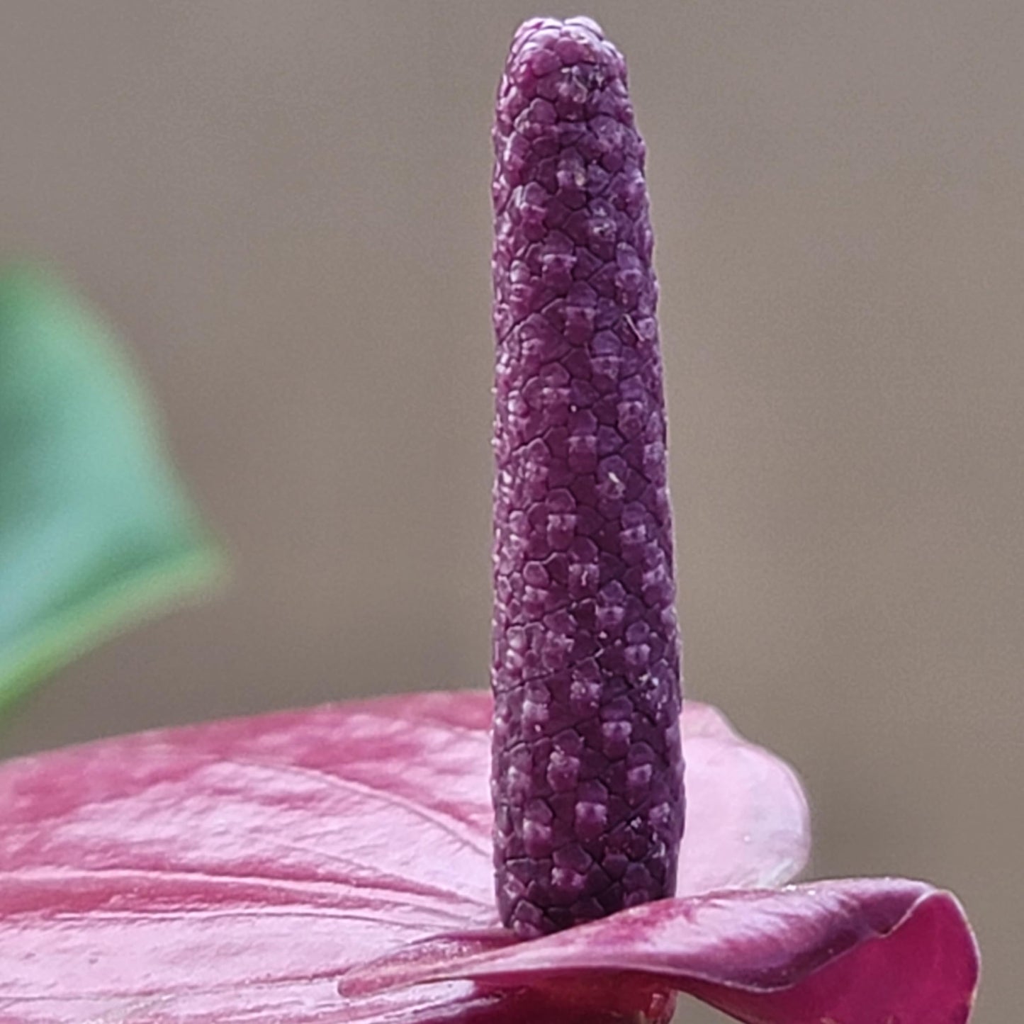 Anthurium Purple Andraeanum - Exquisite Indoor Plant with Long-Lasting Blooms and Lush Foliage & Glossy Purple Flowers - Easy-Care Indoor Plant - CA Seller - Air Purifying Plant (Small Plant, 4" Pot)