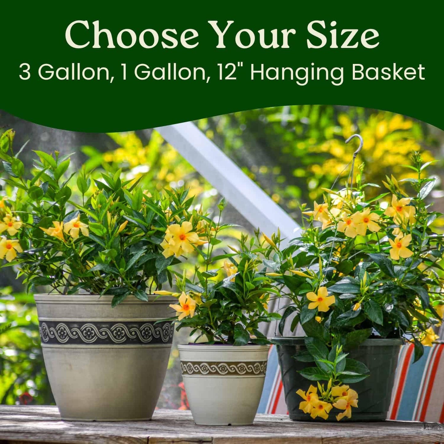 Tropical Plants of Florida Yellow Dipladenia Live Plant - 3 Gallon 22 to 26 Inch Tall Tropical Flowering Bush Outdoor Patio Garden Plant Mandevilla