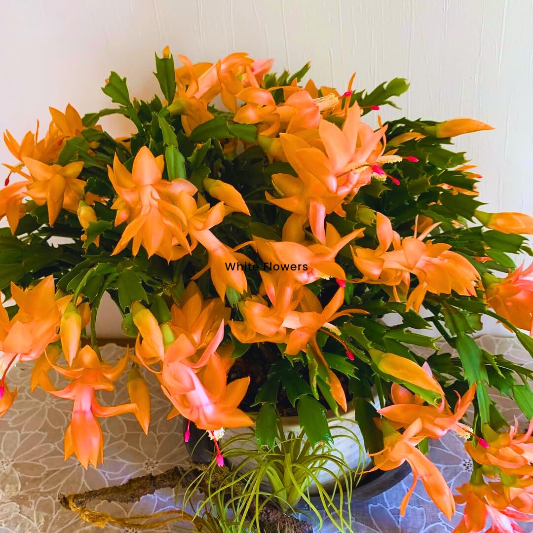 Orange Christmas Cactus Plant Live Christmas Cactus, Holiday Cactus Live Plant Pot, Houseplant, 5 to 7 Inc Tall