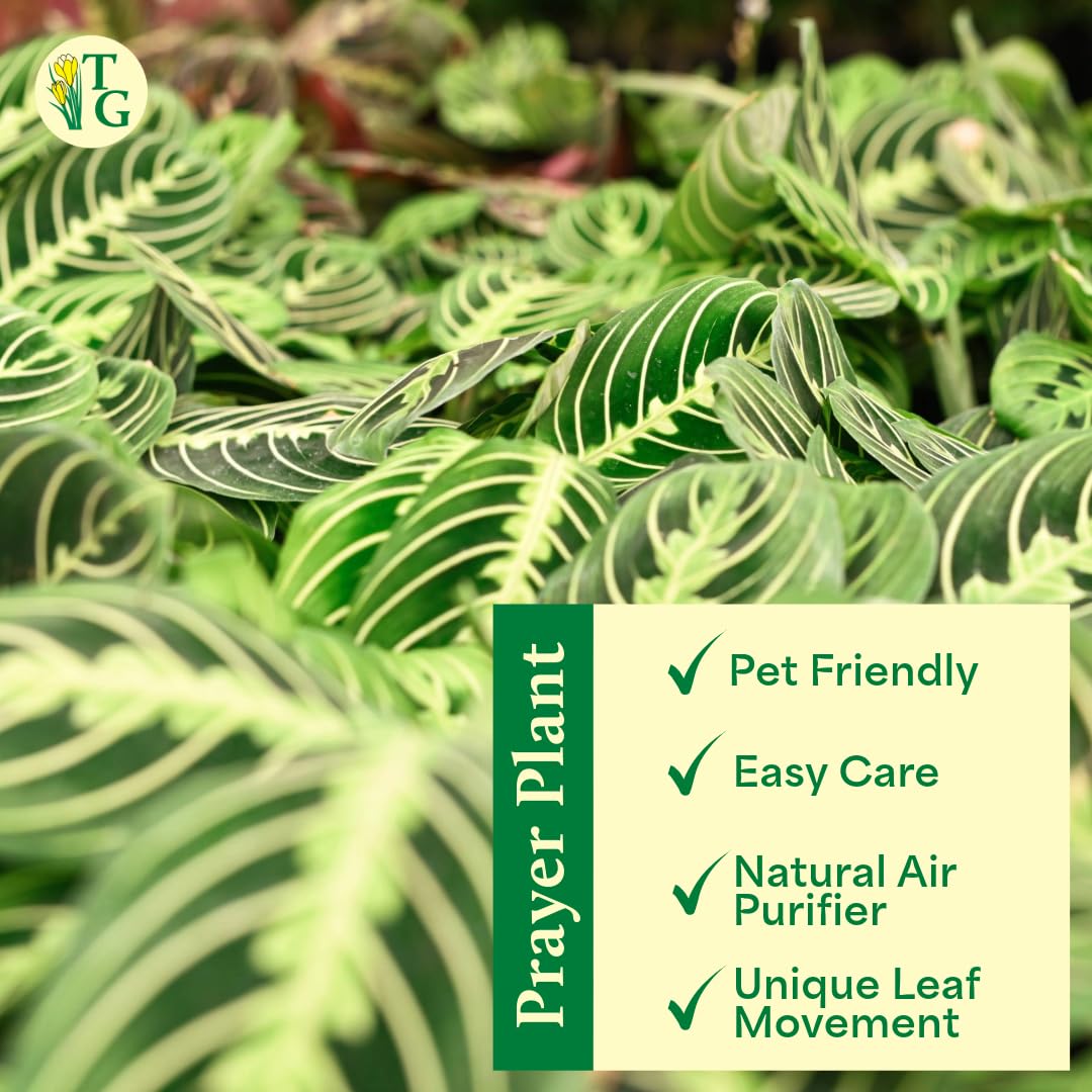 Thorsen's Greenhouse Lemon Lime Prayer Plant, Live Indoor Plant, Pet Friendly, Attractive Houseplant, Lemon Maranta, Natural Air Purifier, Easy to Grow, 4" Diameter Pot (Sage)
