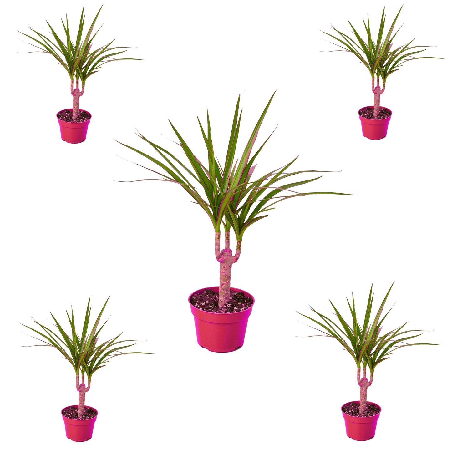 5 Pack Dracaena Marginata Cane in 4in Pot - Live Plants Tropical Houseplants | Variegated | USA Growers | The Snobby Leaf