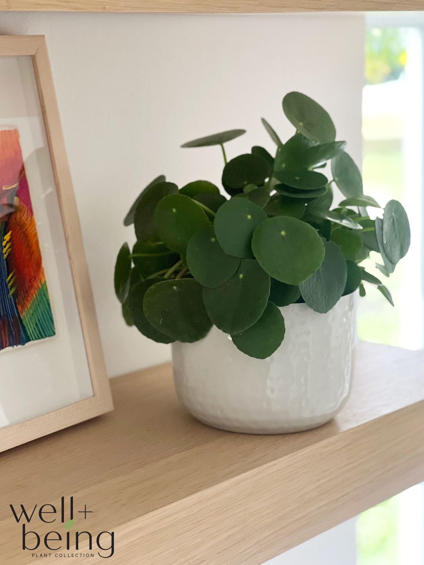 Nature's Way Farms Pilea Indoor Live Plant (6-10 in. Tall) in Grower Pot