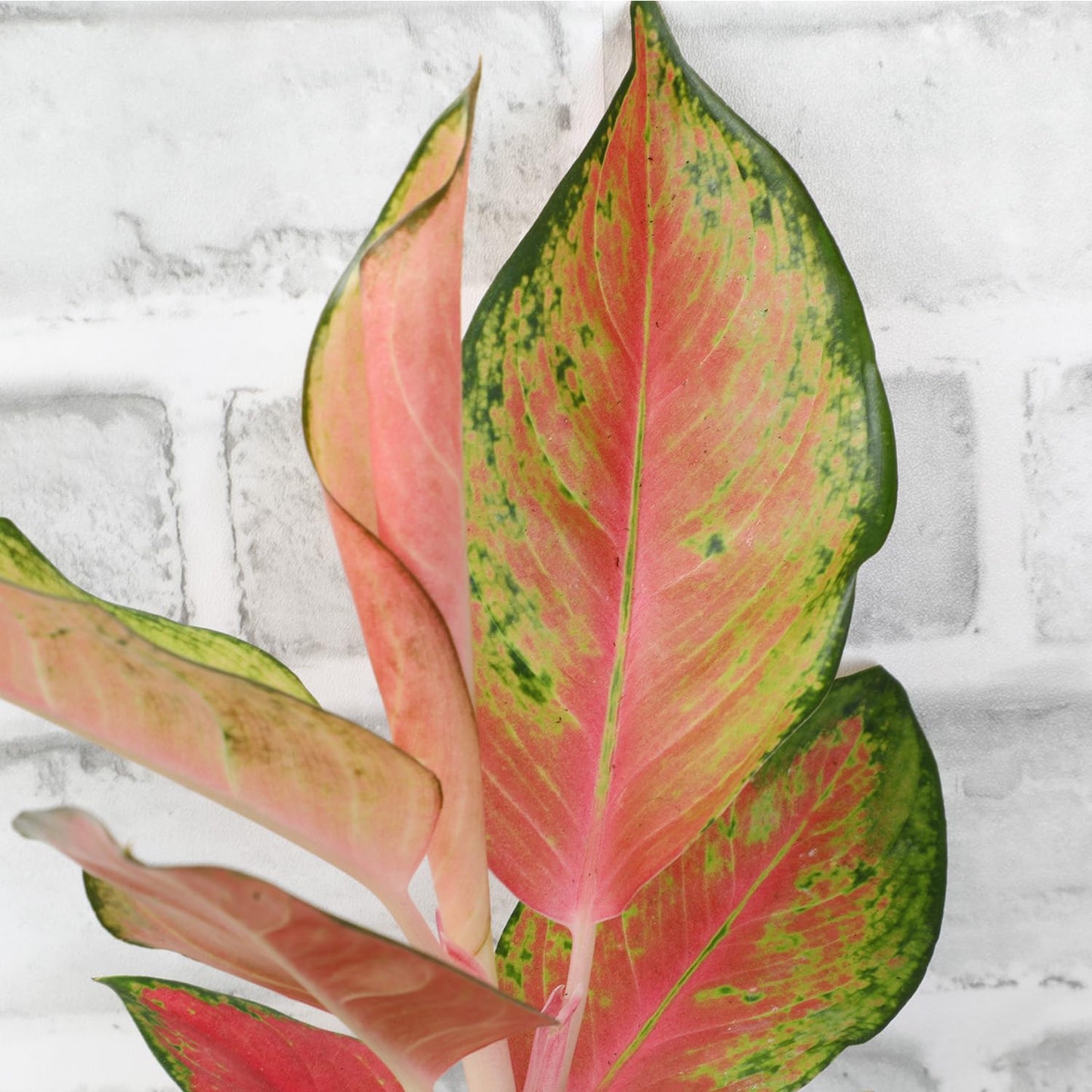 Altman Plants Chinese Evergreen Live Plant Decor, Aglaonema 'China Red' with 4 Inch White Plastic Plant Pot, Easy to Grow Desk Plant, Easy Plant Gift, Decorative Indoor Plant Grown in Potting Soil Mix