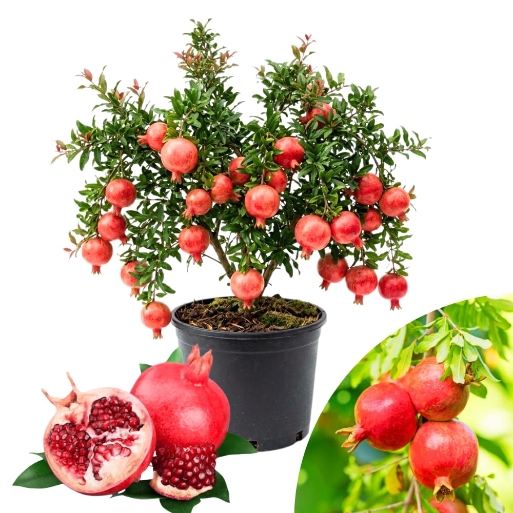 Pomegranate Tree Live Plant, Red Pomegranate Plant in 3 Gal Pot, Sweet Pomegranates, Full Rooted, Large Tree from 2-3 Feet Tall, No Ship to CA